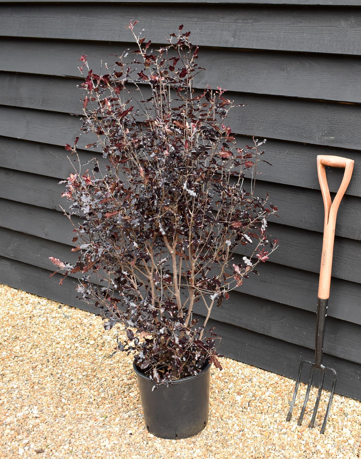Pittosporum tenuifolium 'Purpureum' - Height 110-120cm -12lt
