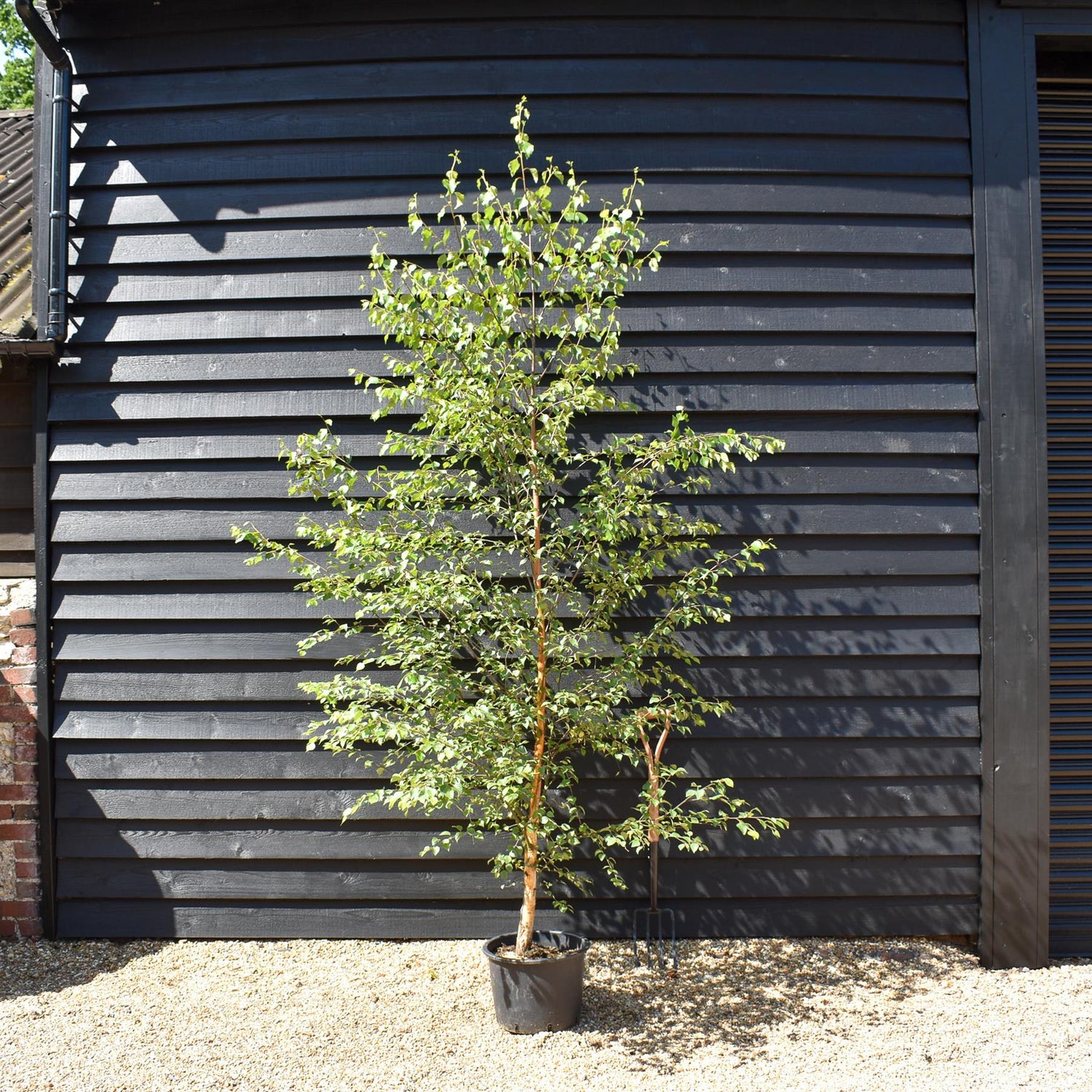 Betula Nigra "Heritage"  - River Birch| Black Birch Cully - Height - 200-250cm - 20lt