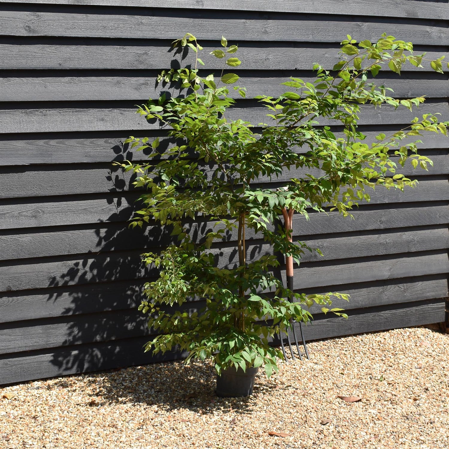 Zelkova Serrata - Pot Grown - Height 60-100cm - 5lt