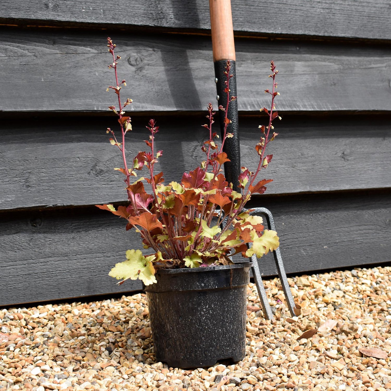Heuchera 'Marmalade' - Height 10-25cm - 2lt
