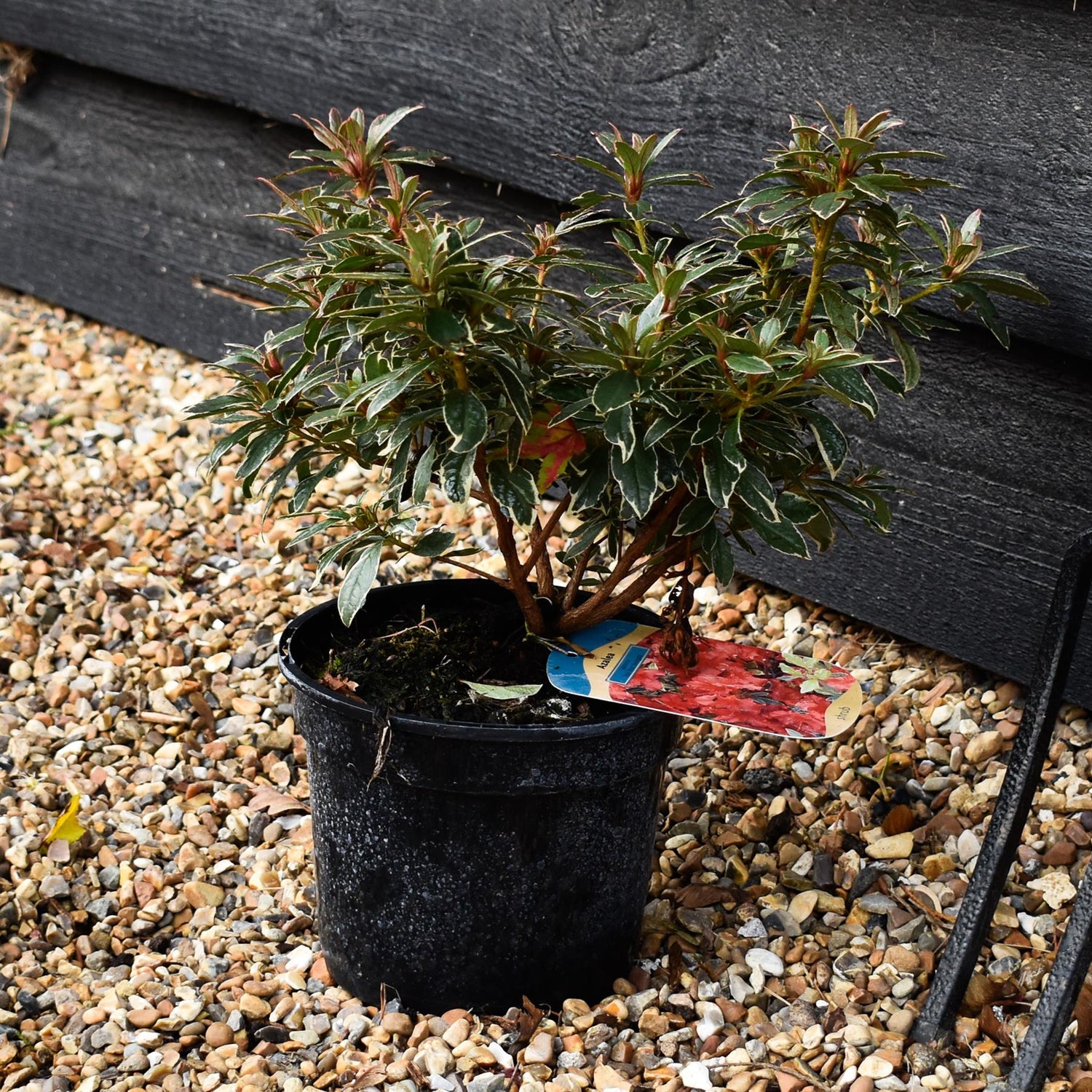 Azalea Japonica 'Hot Shot' - Height 15-20cm - Bushy - 2lt