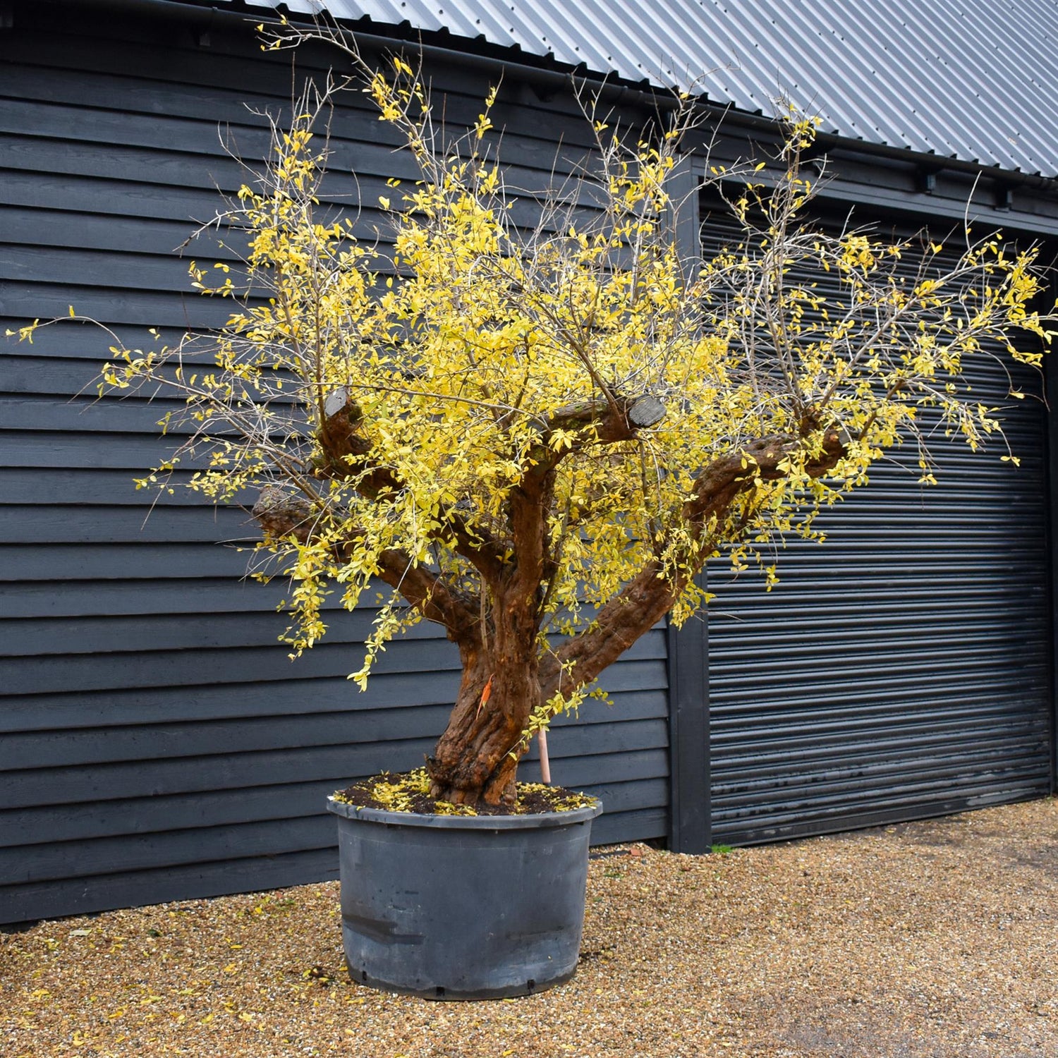 Pomegranate | Punica granatum - Mature Specimen 12A - 3 Branches - Height 230-240cm - 230lt