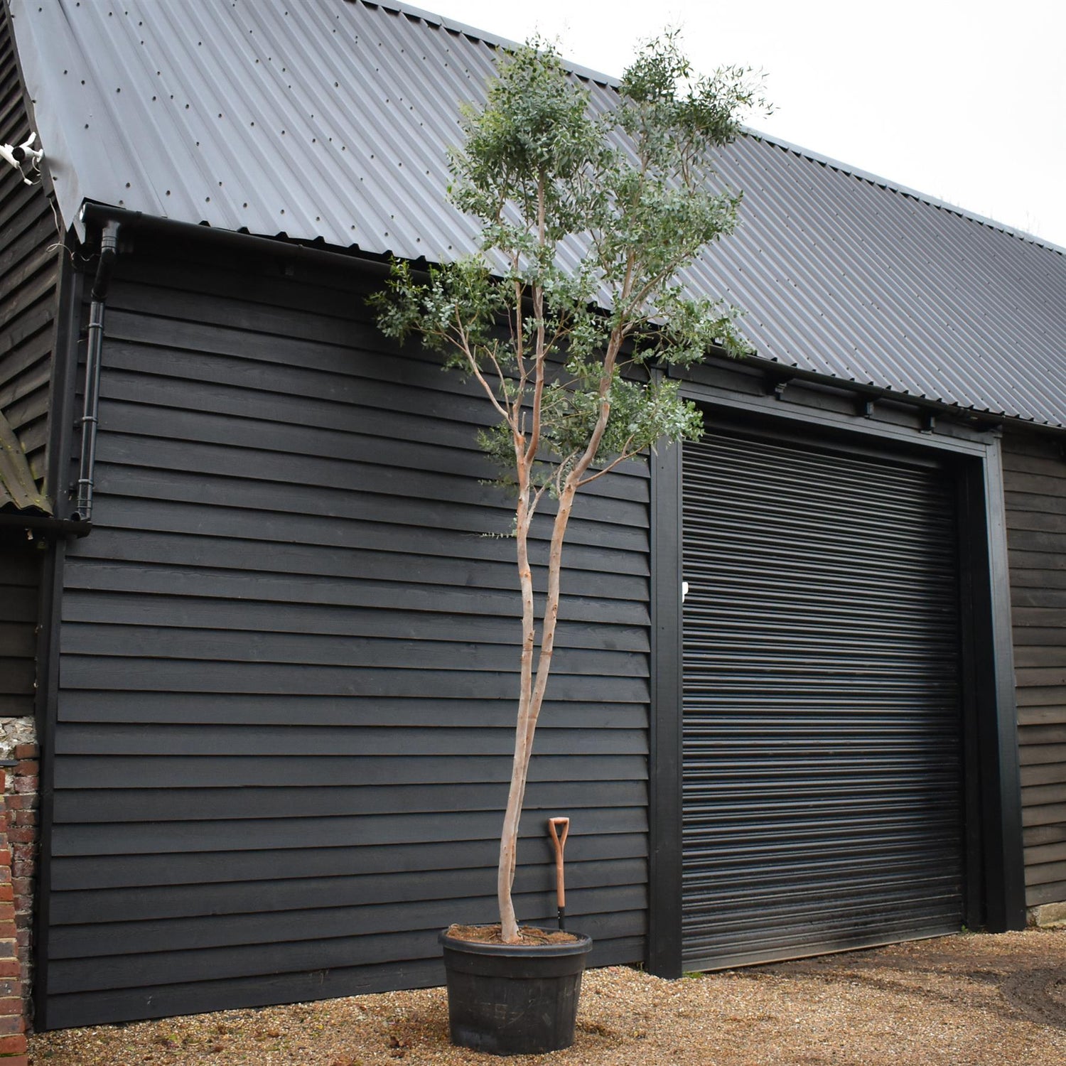 Eucalyptus Gunnii - MultiStem - Height 400cm - 150lt