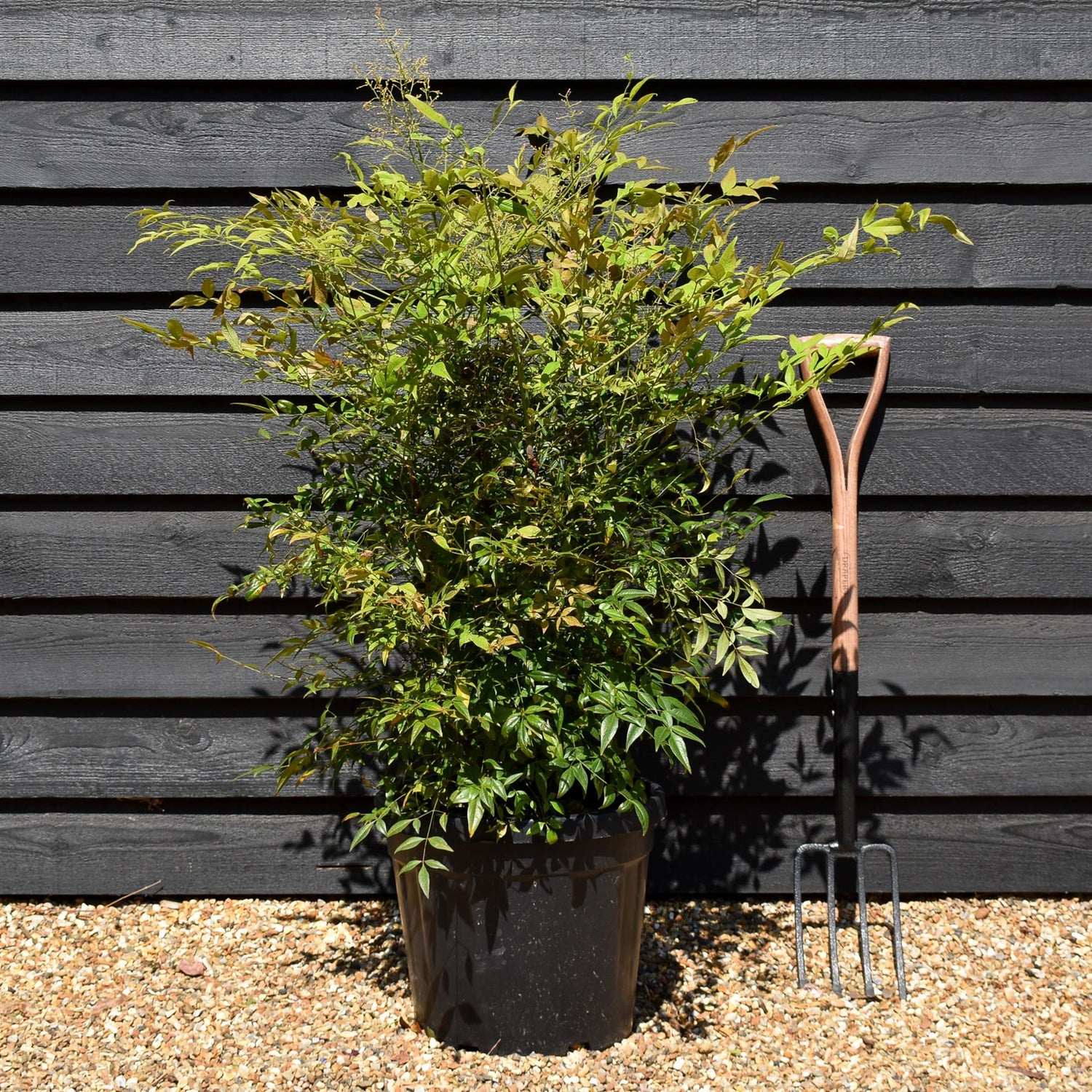 Nandina domestica - Shrub - Height 100-110cm - 30lt