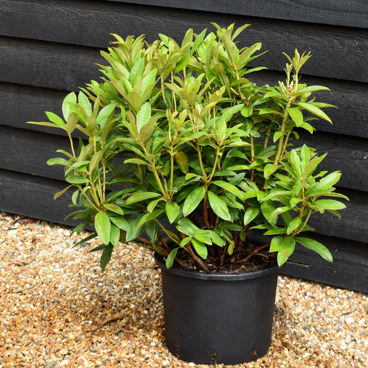 Rhododendron 'Anna Kruschke' - Shrub - Height 60-70cm - 20lt