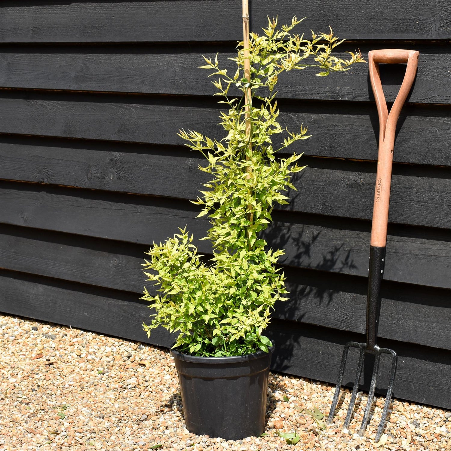 Jasminum (Pink) - Height 75-120cm - 9lt