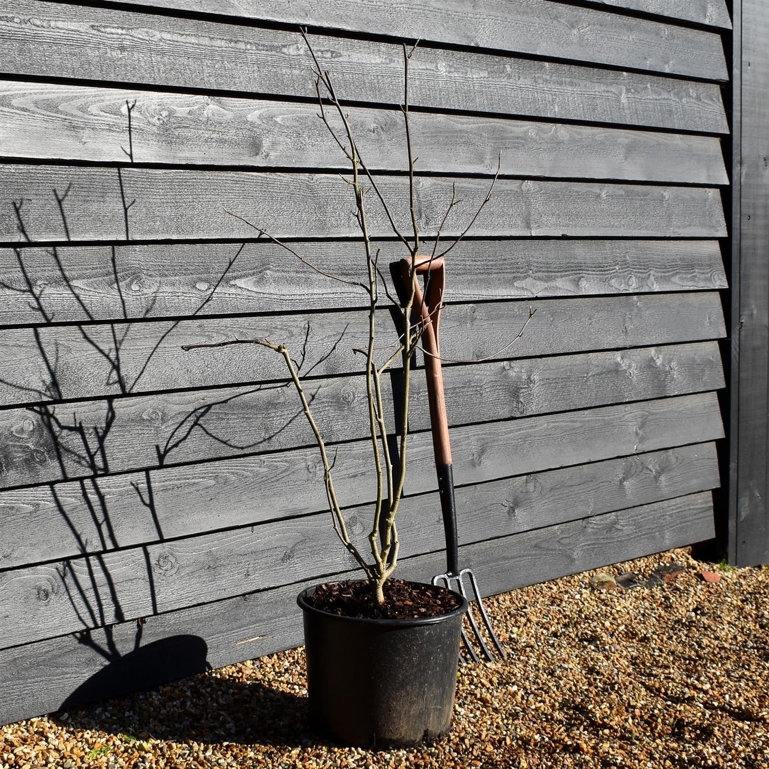 Magnolia x soulangeana - Bush - Height 140-150cm - 20lt