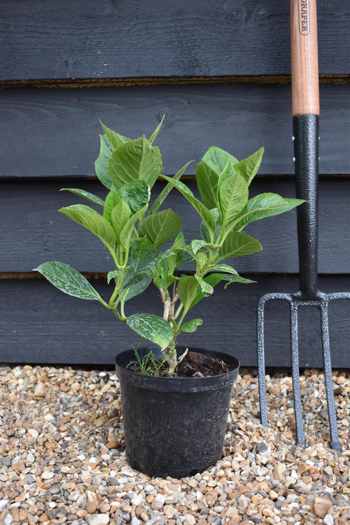 Hydrangea macrophylla 'Mariesii Perfecta' | Hydrangea Blue Wave - 3lt