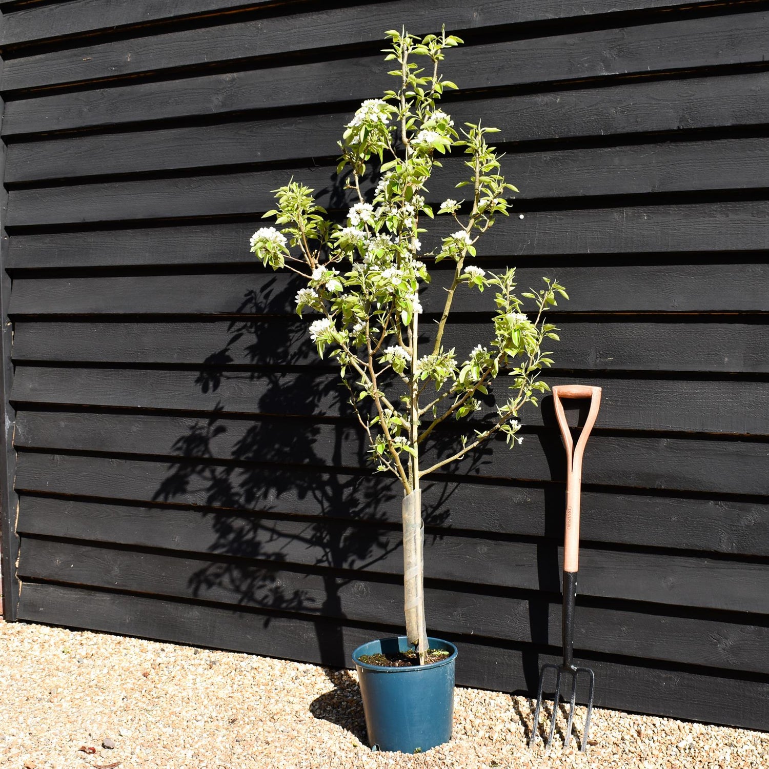 Pear 'Doyenne du Comice' | Pyrus communis  - 150-180cm - 12lt