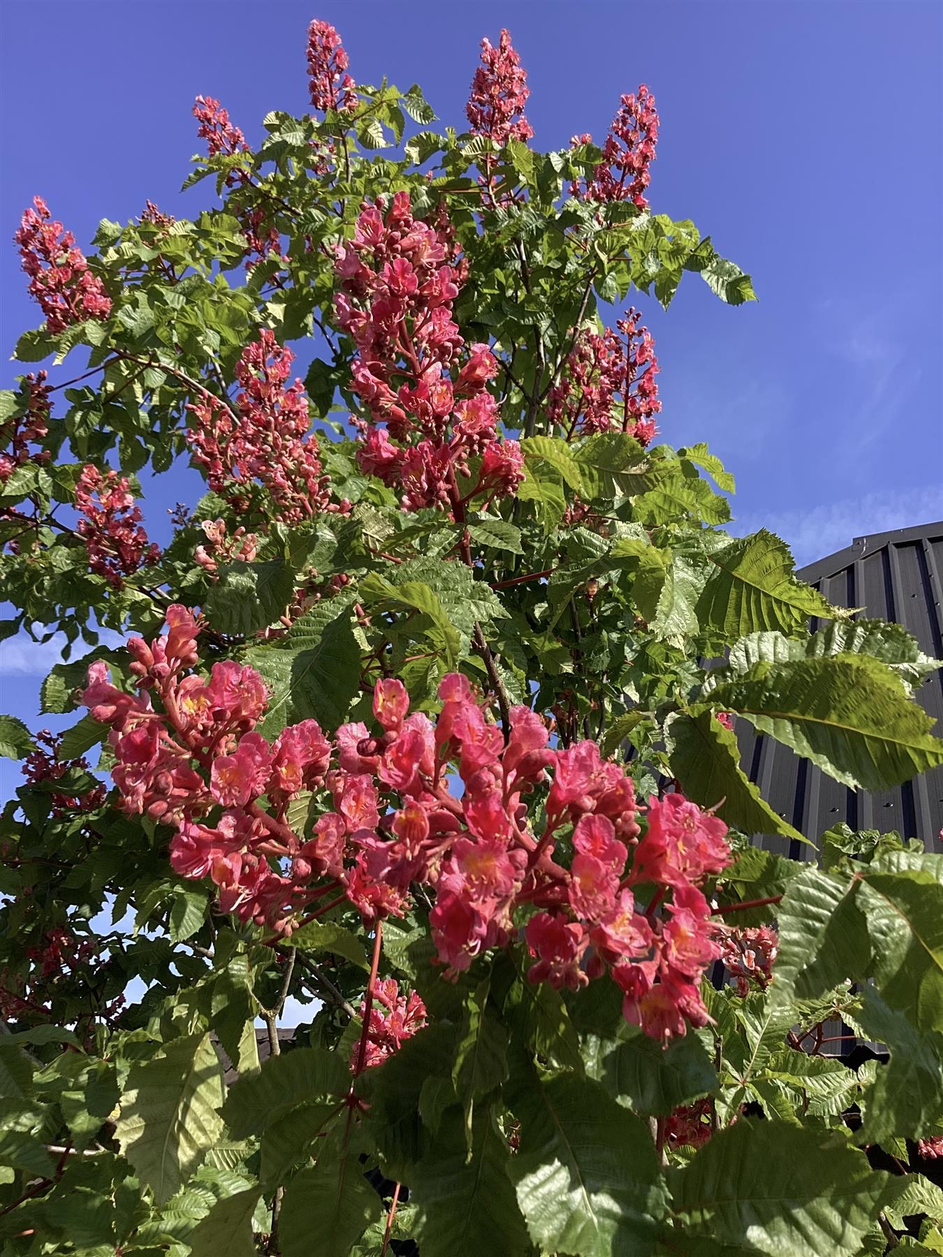 Aesculus pavia | Red Buckeye - Girth 24cm - 470-480cm - 150lt