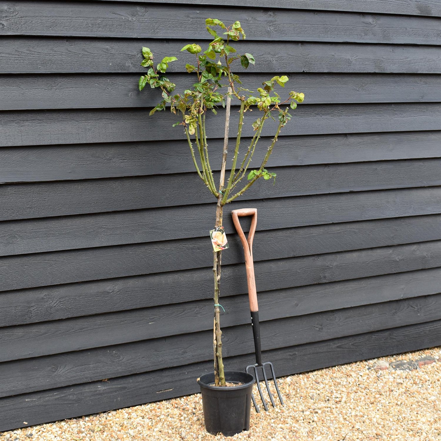 Rose 'Giallo Sfumato' - Clear Stem 80-90cm - Height 130-160cm - 18lt