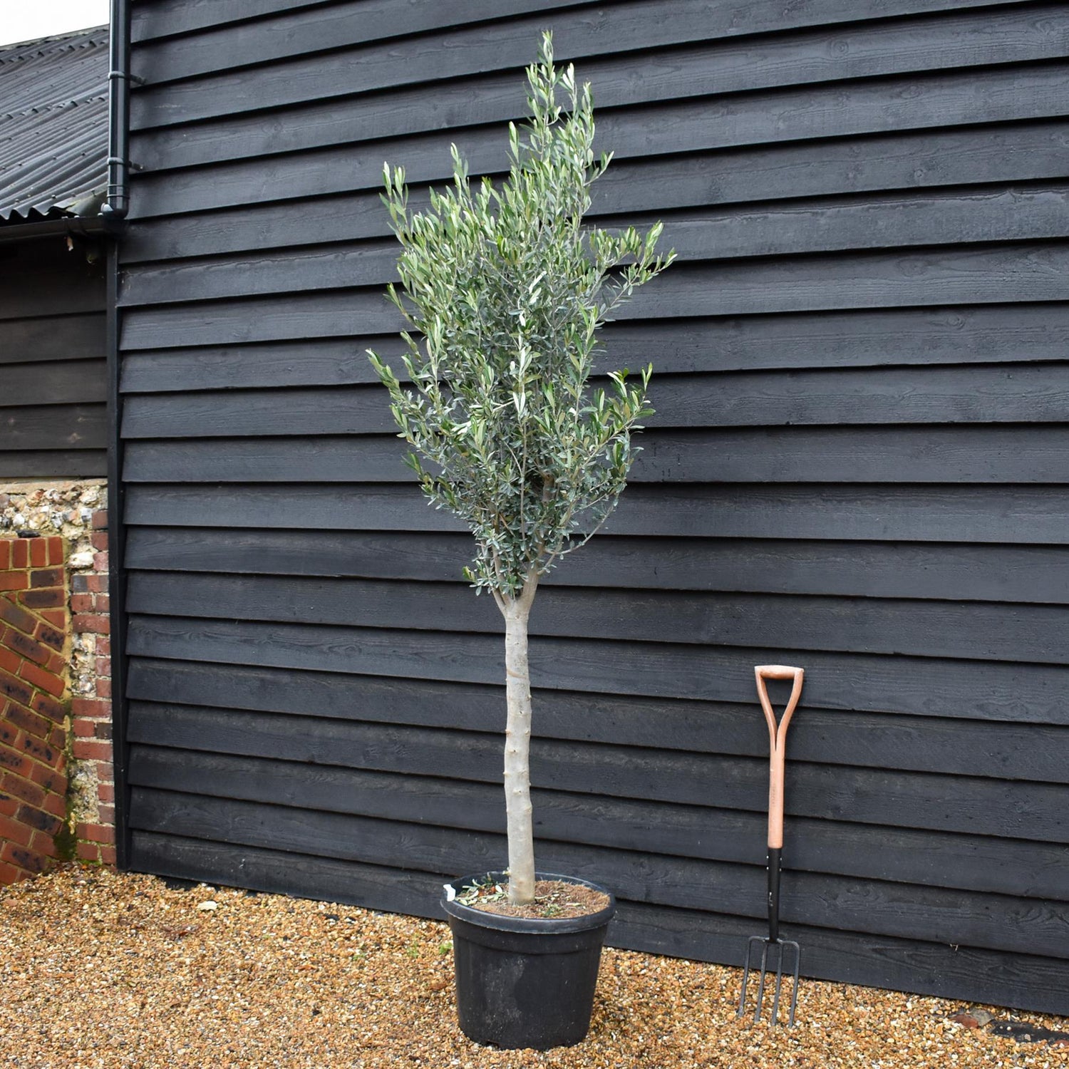 Olive Tree | Clear Stem 70-80cm - Height 190-220cm - 45lt