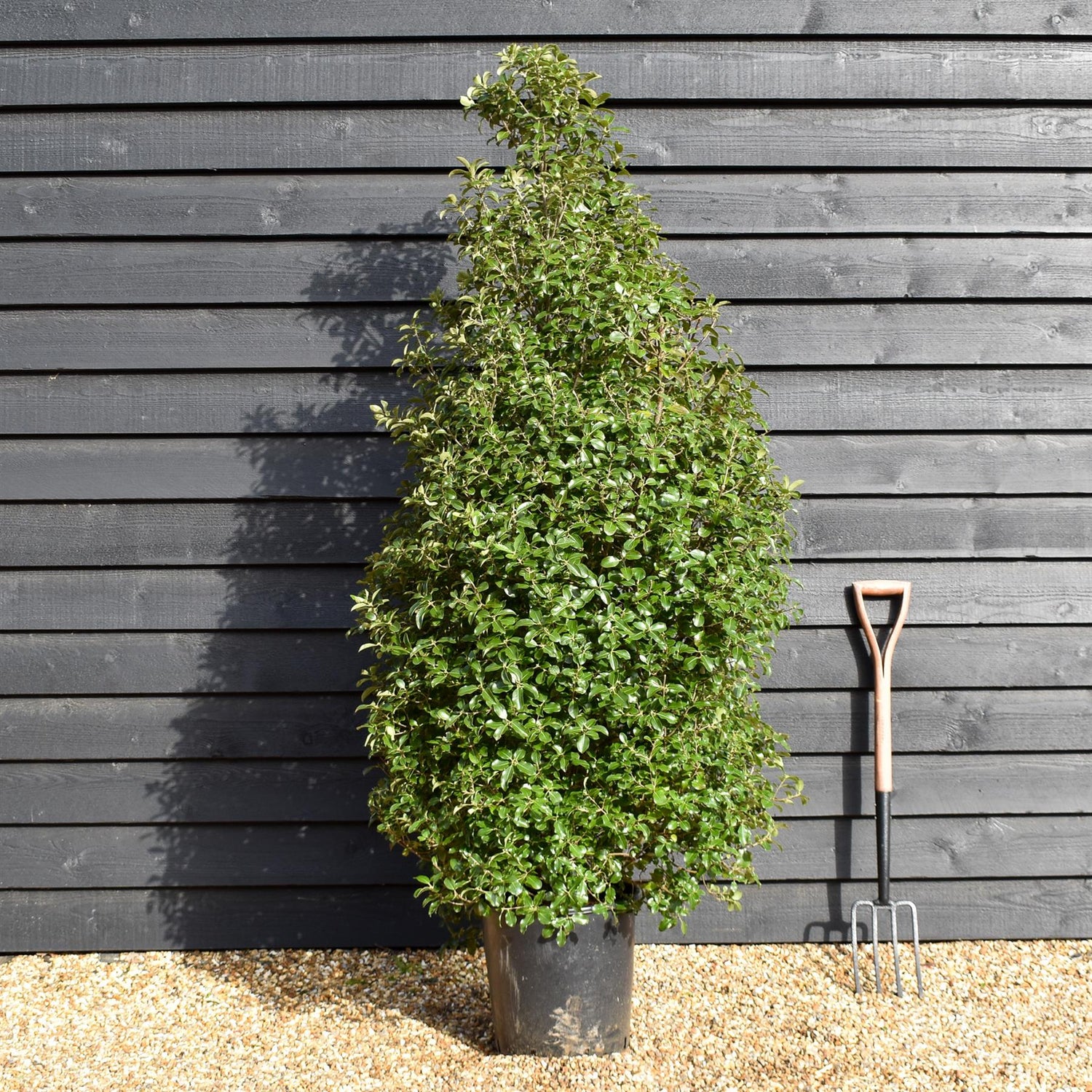 Pittosporum tenuifolium 'Irish Luck' - Height 160-180cm -25lt