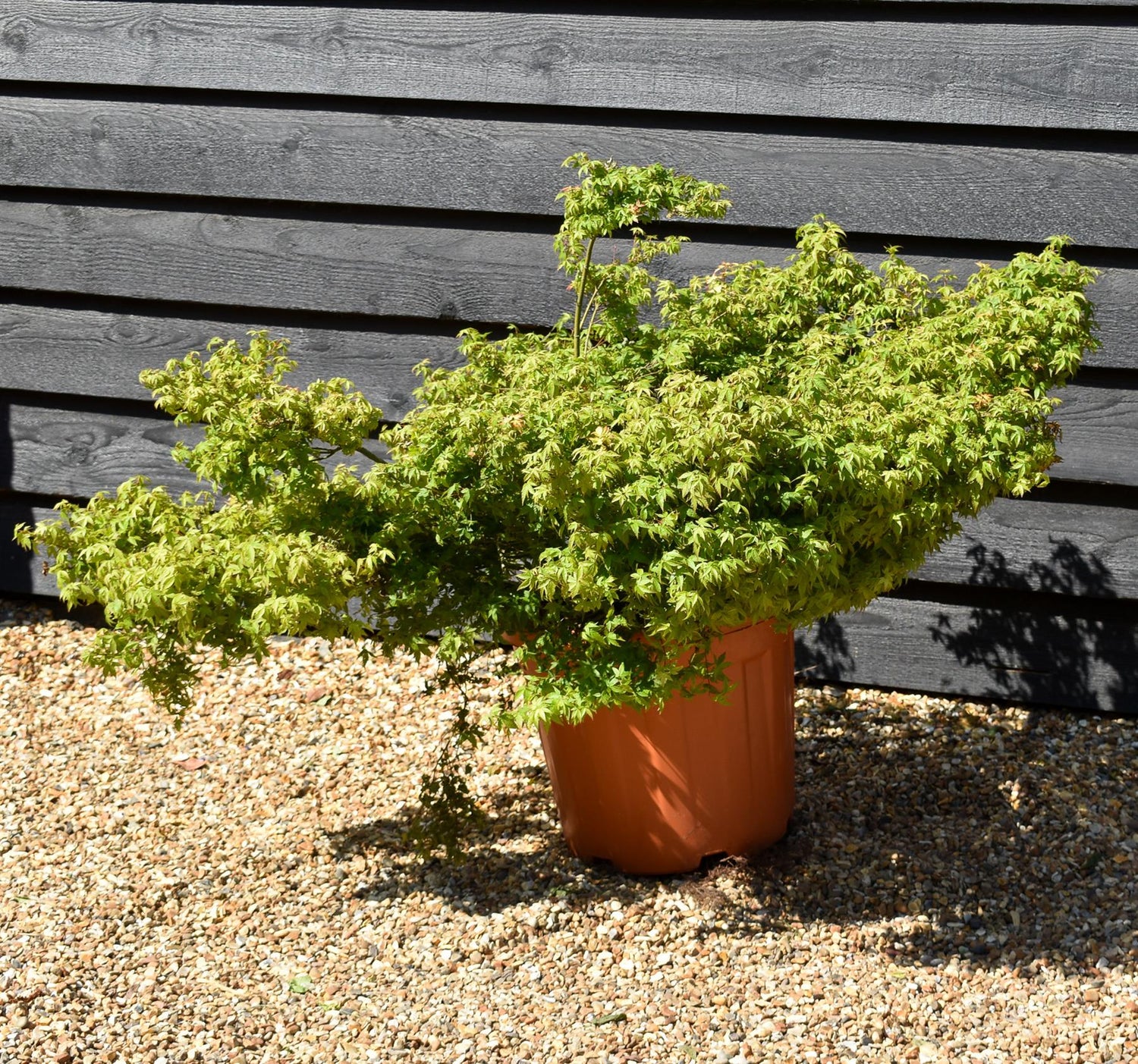 Acer palmatum 'Little Princess' | Japanese maple 'Little Princess' - Dwarf Tree - Height 30-50cm - 25lt