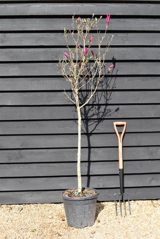 Magnolia (Dark Pink) - Half Standard - 150-180cm - 20lt
