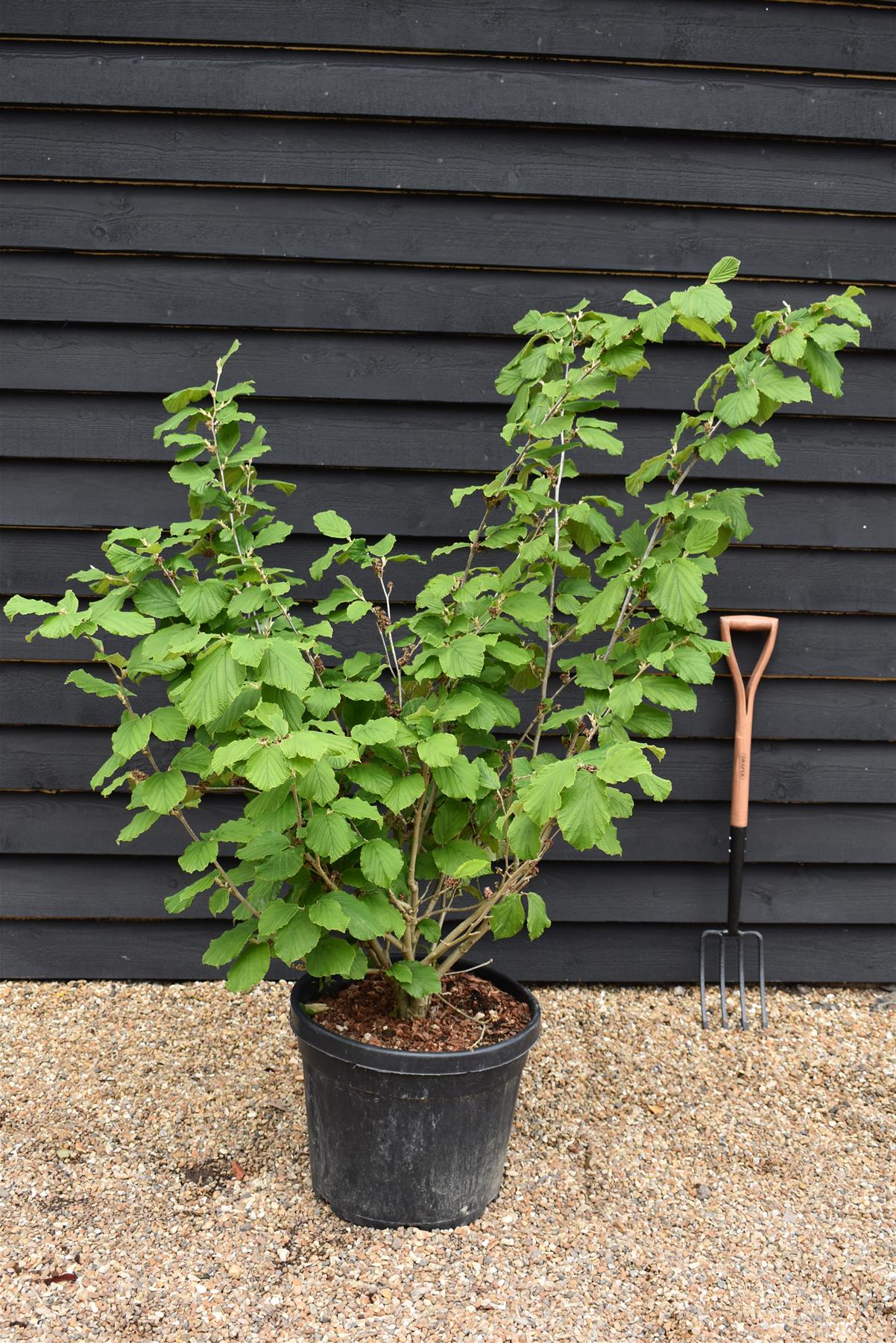 Hamamelis x intermedia 'Westerstede' | Witch hazel - Height 170-180cm - 45lt