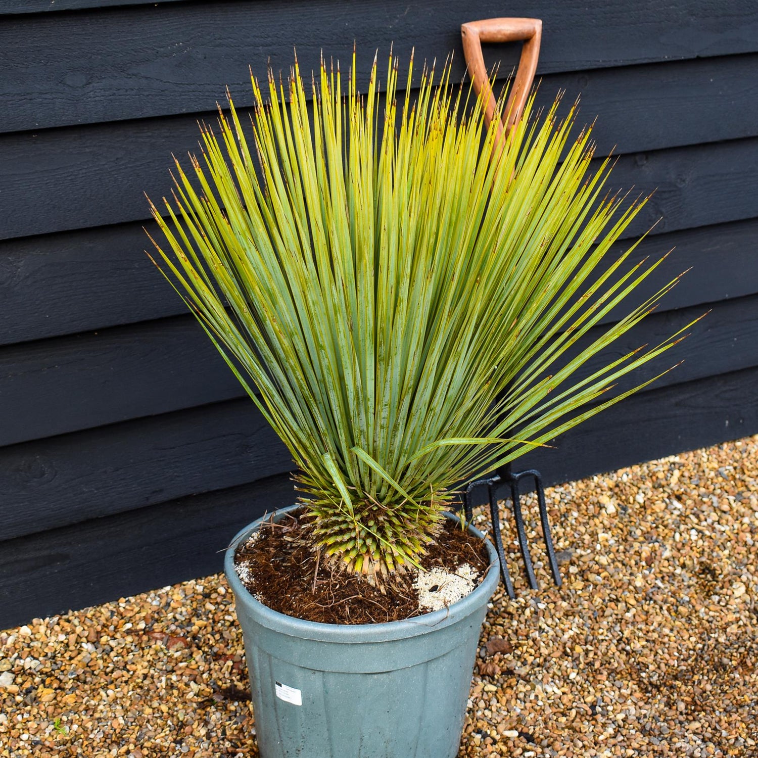 Yucca rostrata | Beaked Yucca - Height 60-80cm - 20lt