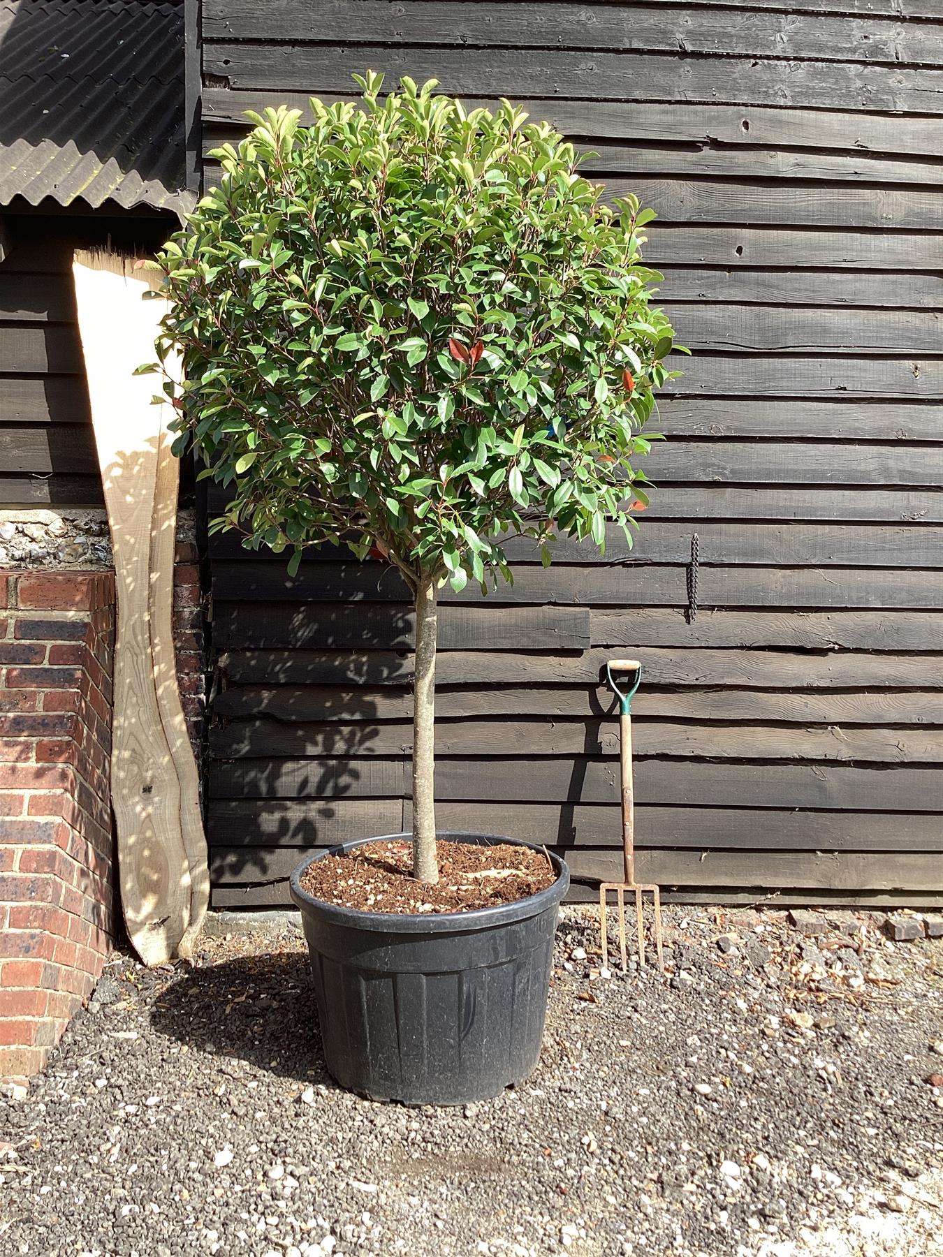 Photinia Red Robin | Christmas berry 'Red Robin' - 1/2 std Clear Stem - 200-240cm, 150lt