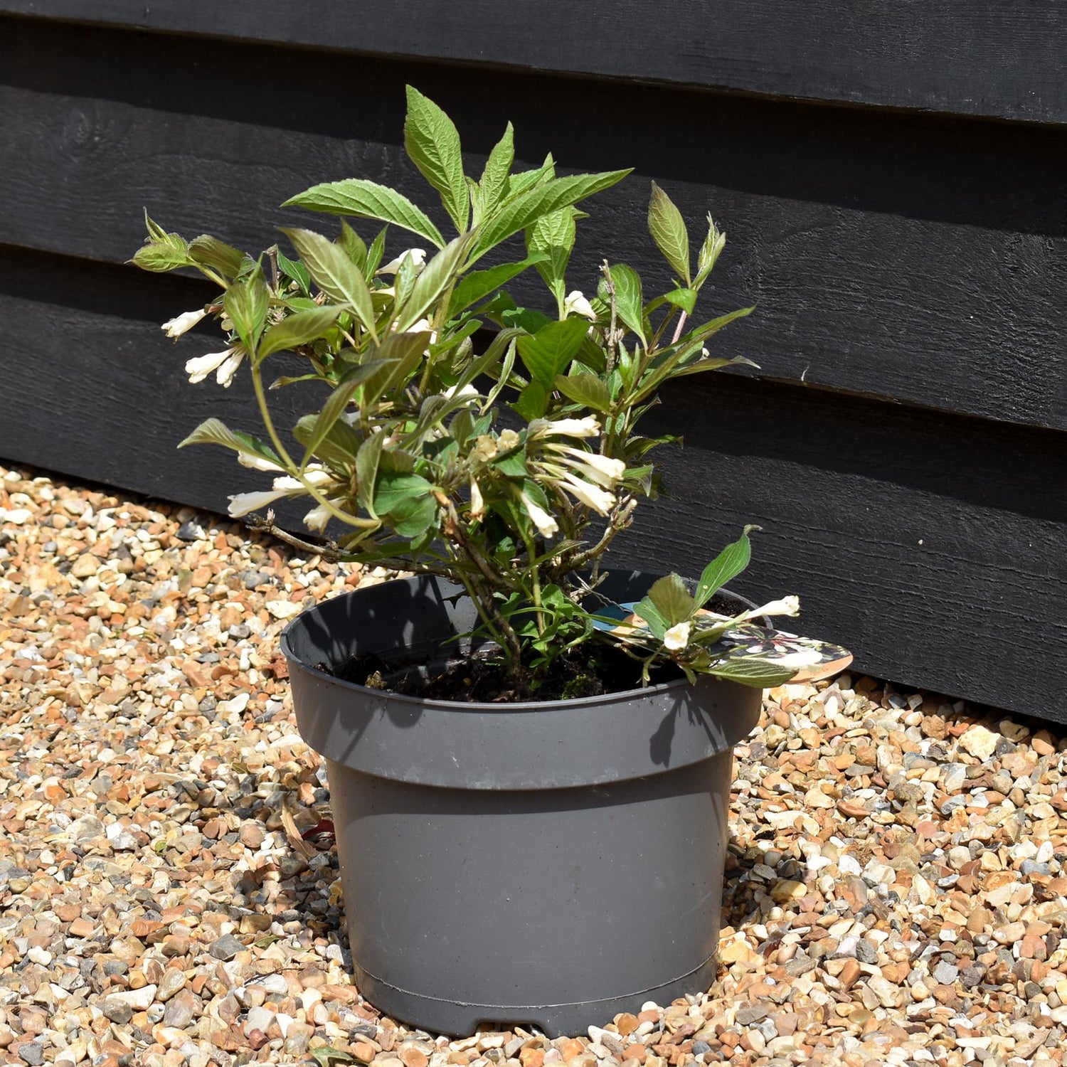 Weigela Florida 'Black and White' - Shrub - 20-30cm - 5lt