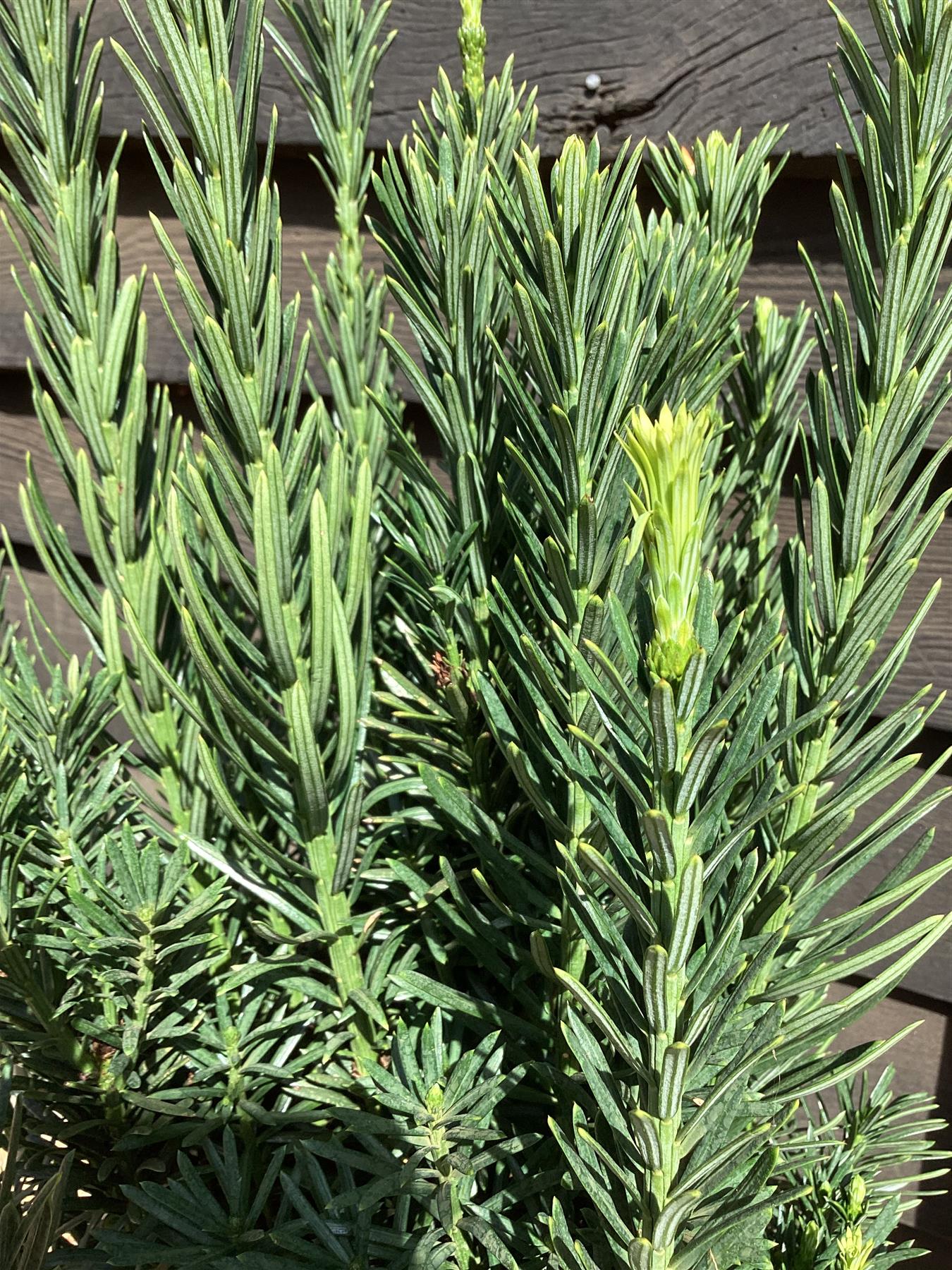 Cedrus deodara 'Lime Glow' | Himalayan Cedar 'Lime Glow' - 40-50cm - 8lt