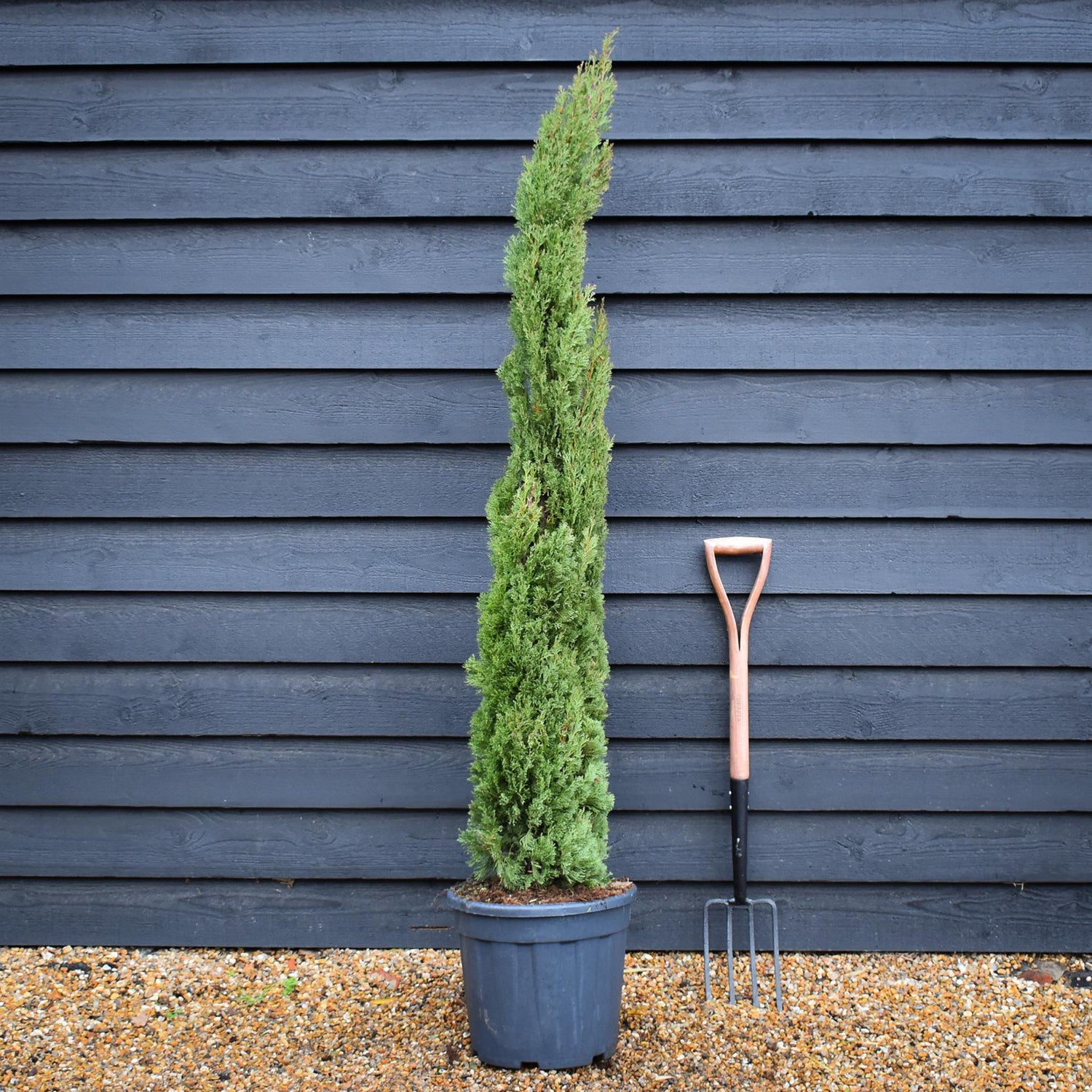 Cupressus sempervirens Totem | Italian Cypress ‘Totem’ - Height 160-170cm - 25lt