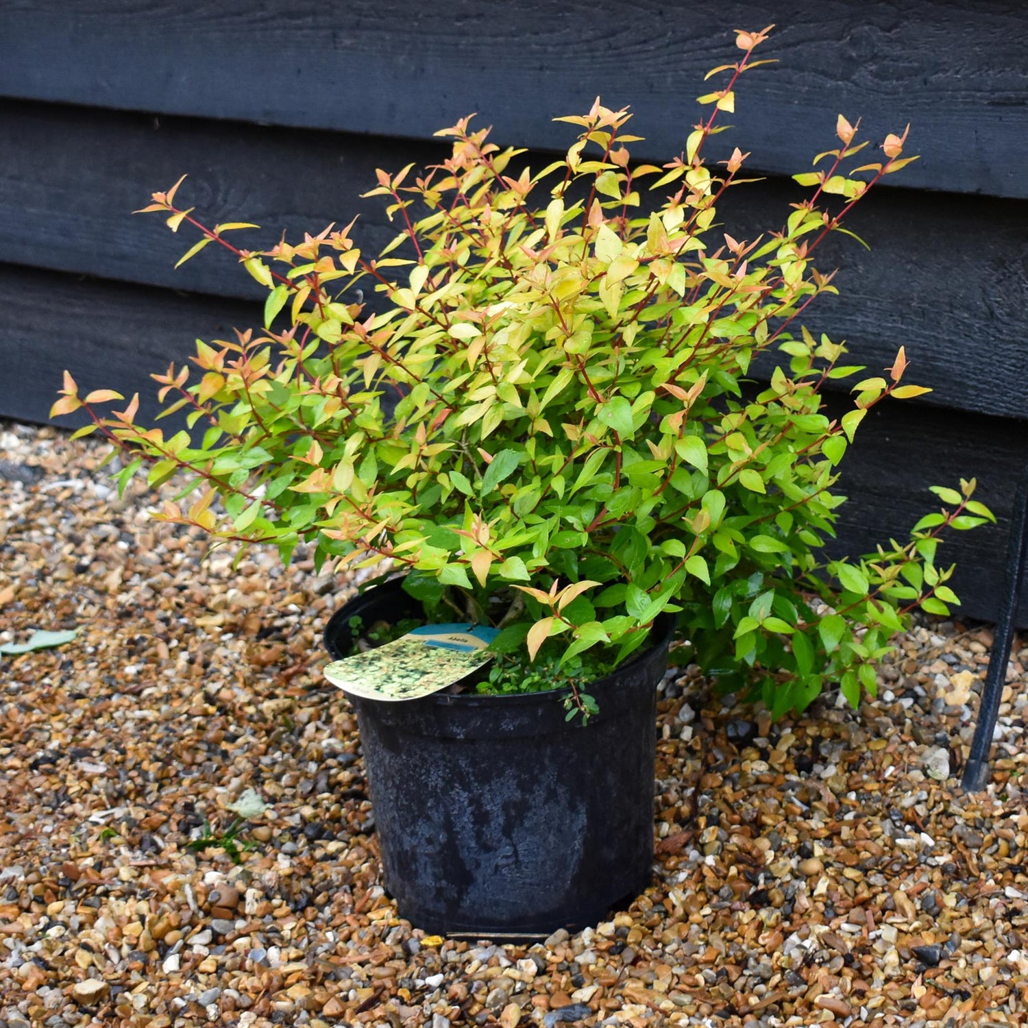 Abelia Gold Jewel - 25-35cm, 5lt