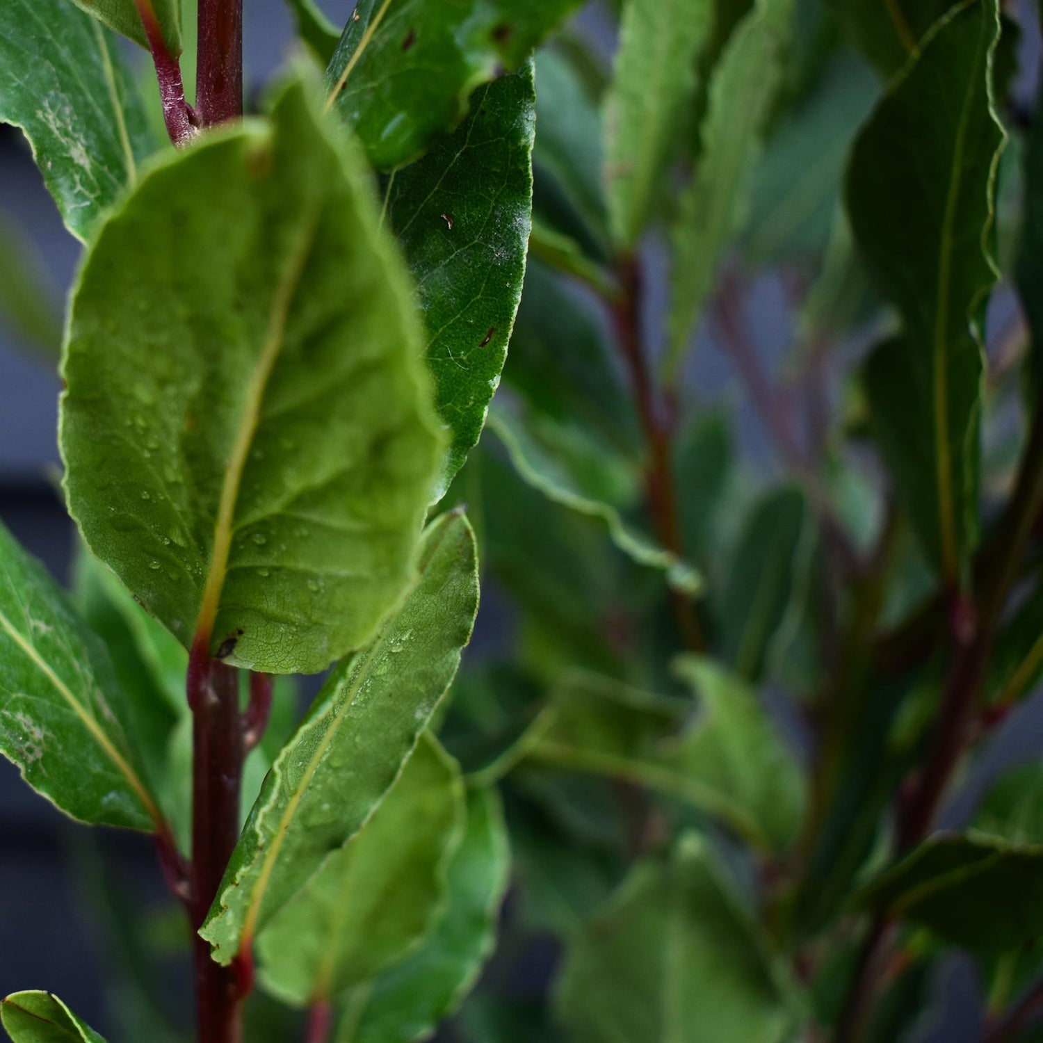 Laurus nobilis - Bay - Bushy - Height 120-140cm - 12lt