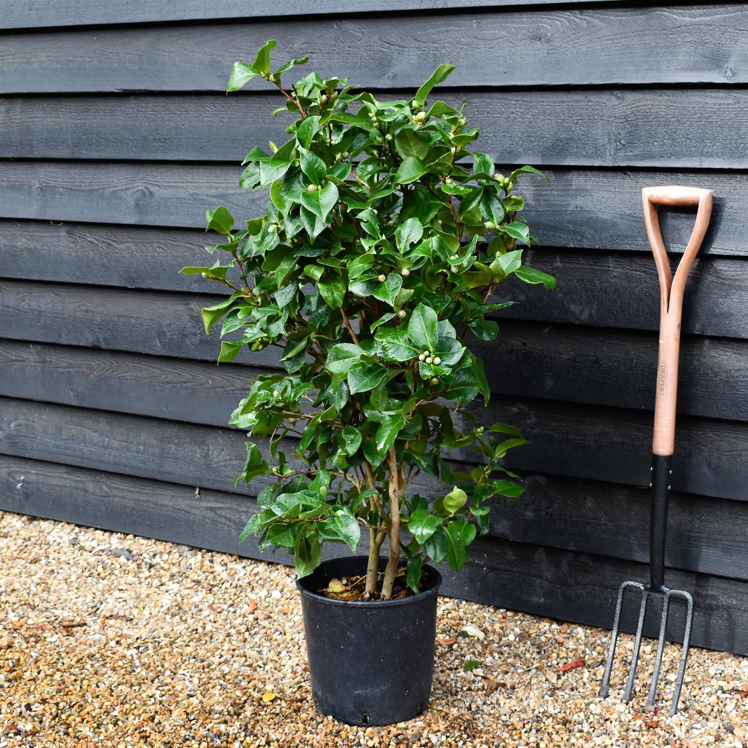 Camellia Dr King -  60-70cm -12lt