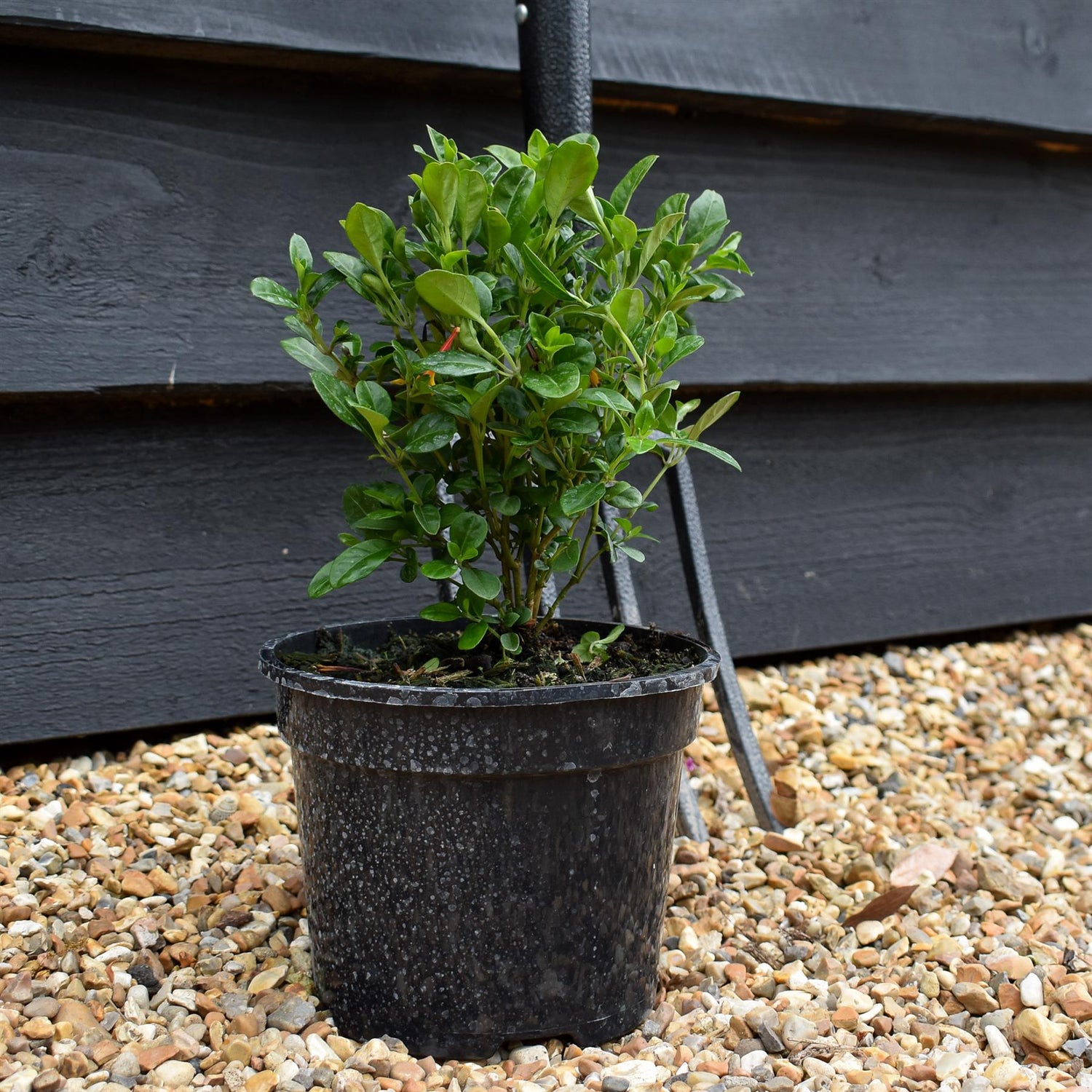 Jacobinia pauciflora - Height 15-25cm - Shrub - 2lt
