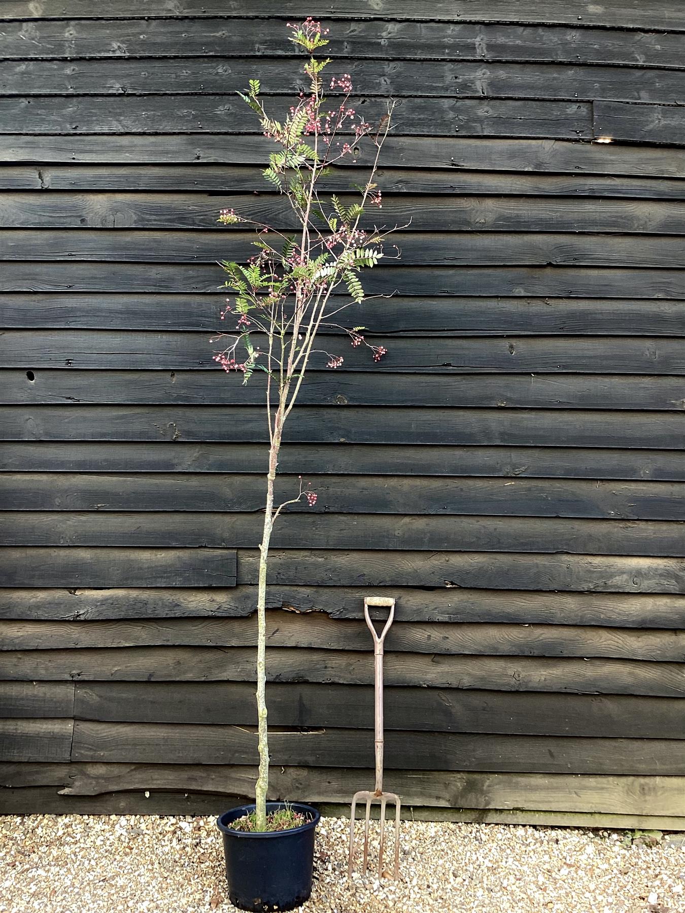 Sorbus vilmorinii | Vilmorin's Rowan 1/2 std, Clear Stem - 150-180cm, 20lt