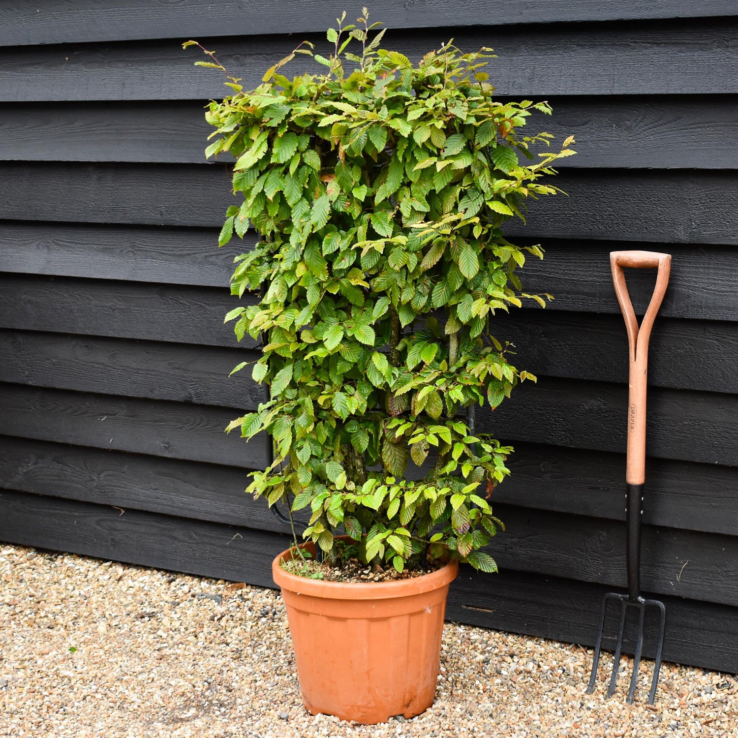 Carpinus betulus - Pleached/Espalier (85cm x 50cm Metal) - 30lt