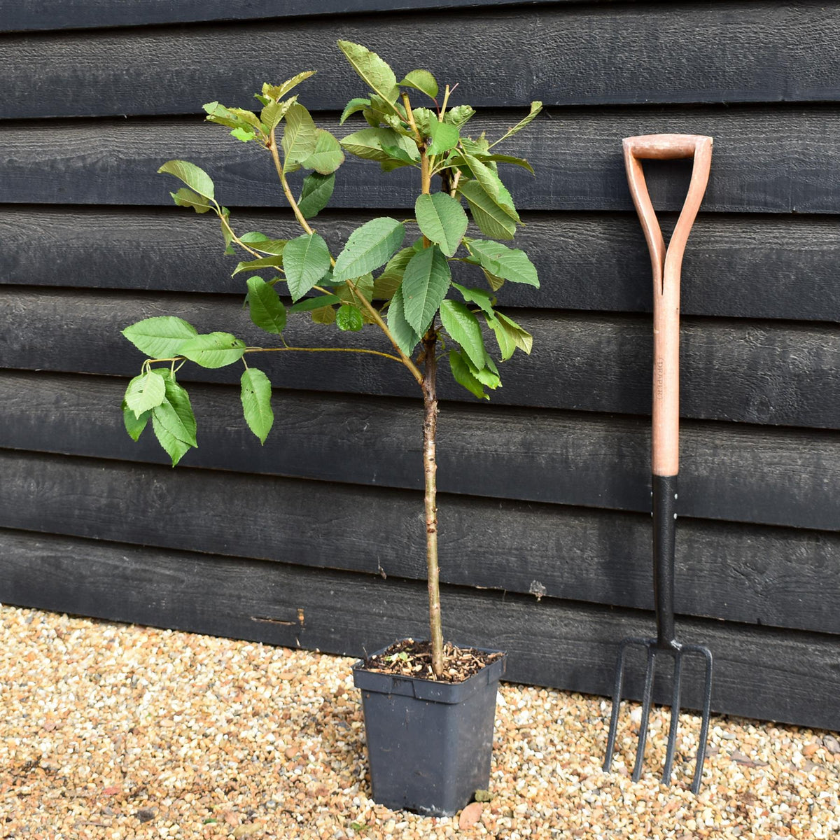 Prunus avium 'Kordia' | Sweet Cherry 'Kordia'  - Patio Rootstock - Height 80-100cm, 7lt