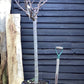 Cherry tree 'Burlat' | Prunus avium - Girth 18-20cm - 220-240cm - 50lt