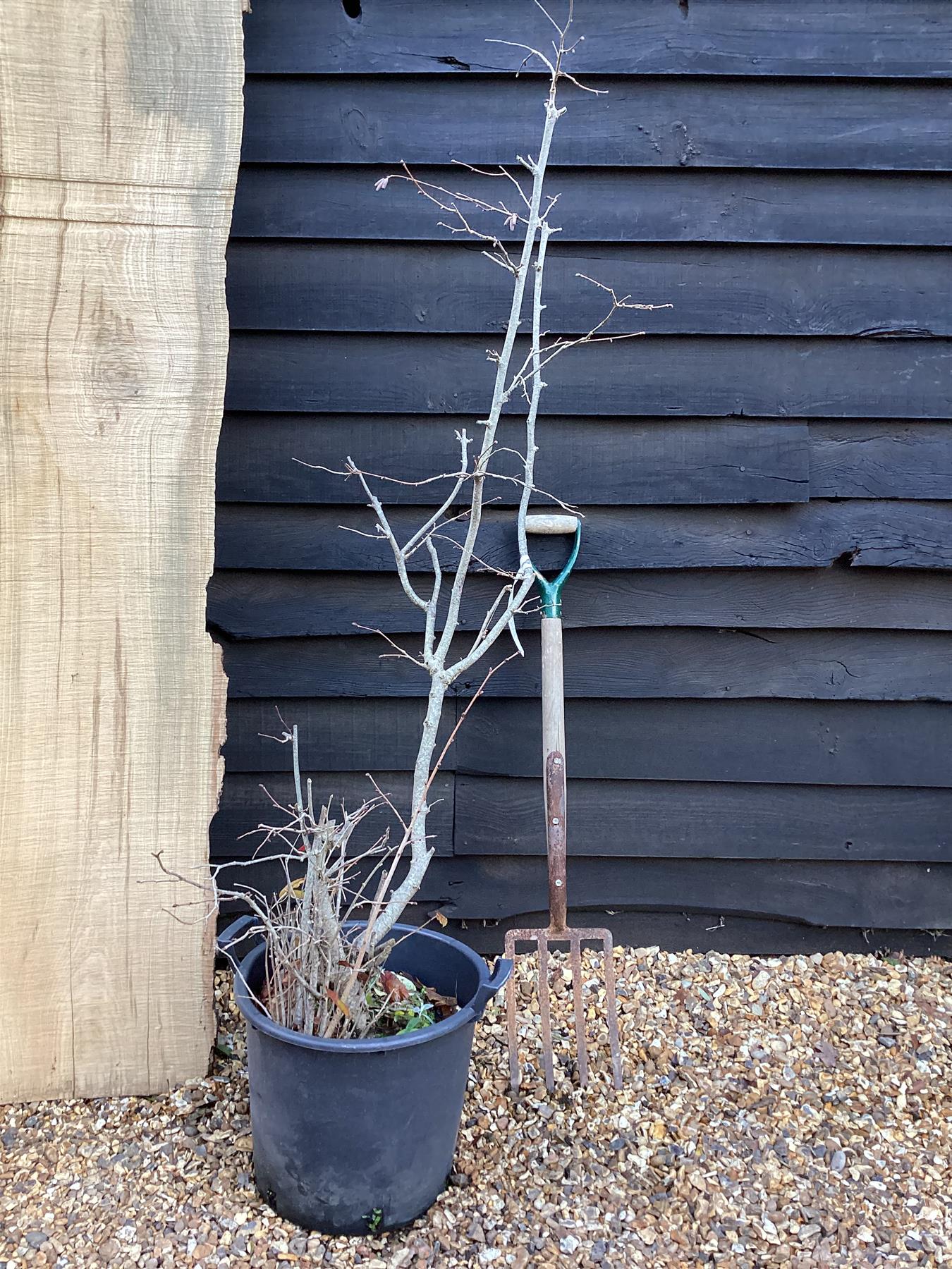 Corylus maxima 'Purpurea' | Purple-Leaved Filbert - 150-170cm, 30lt
