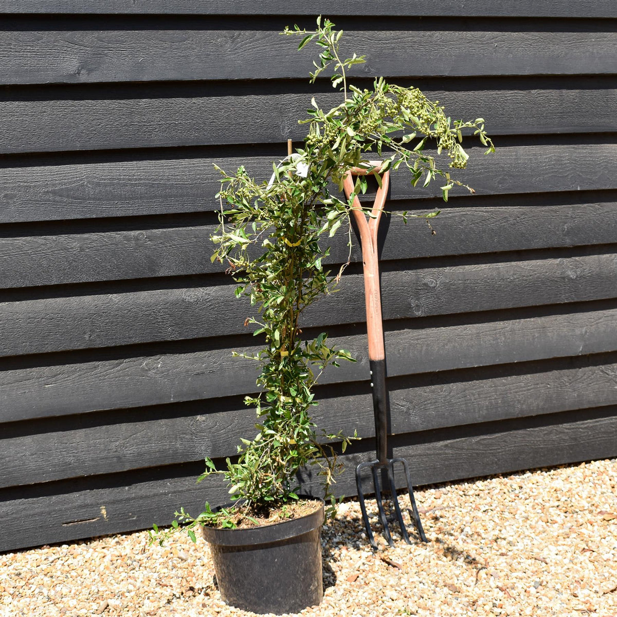Pyracantha 'Solei D'or' - Height 90-120cm - 10lt