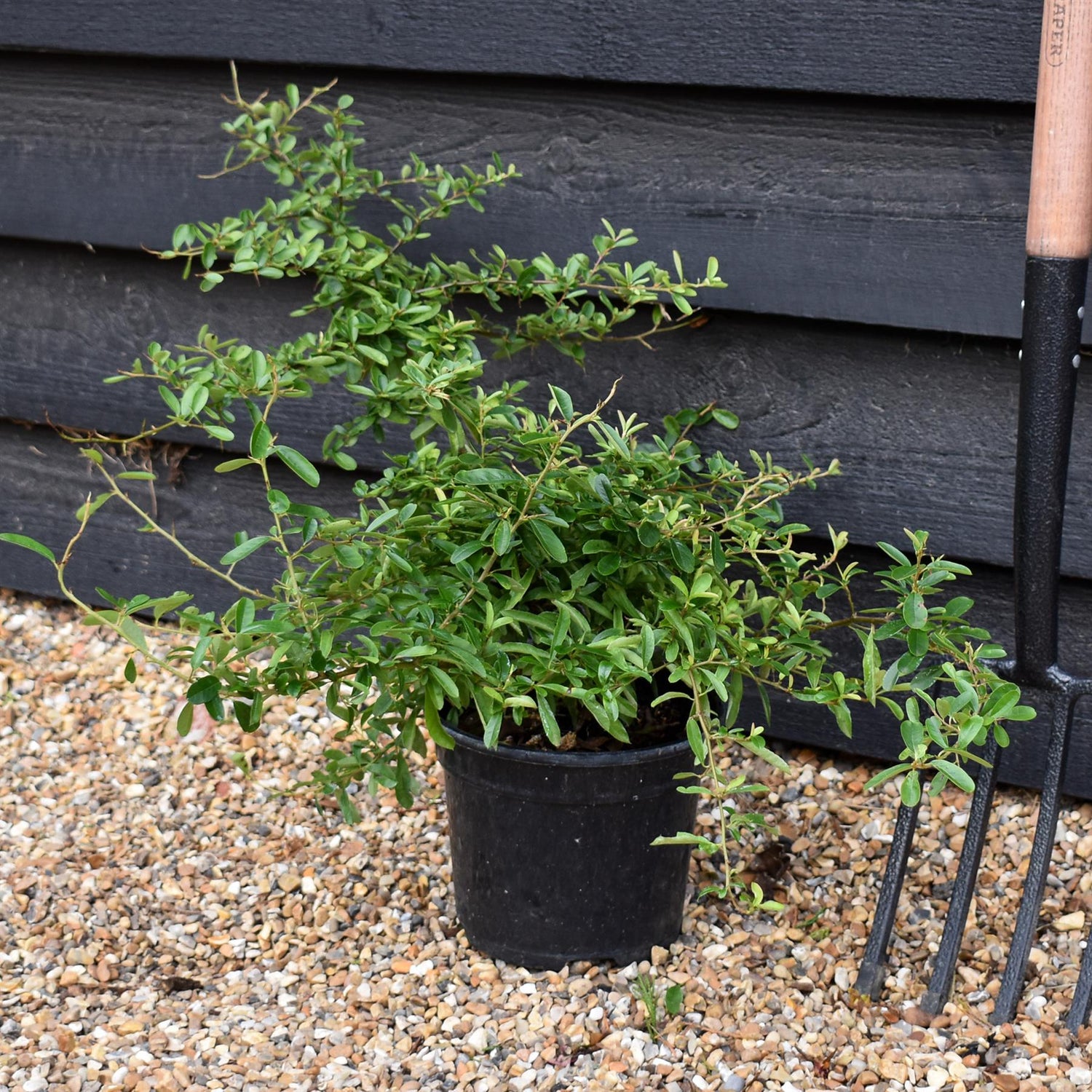 Pyracantha Golden Paradise - Shrub - Height 30-50cm - 10lt