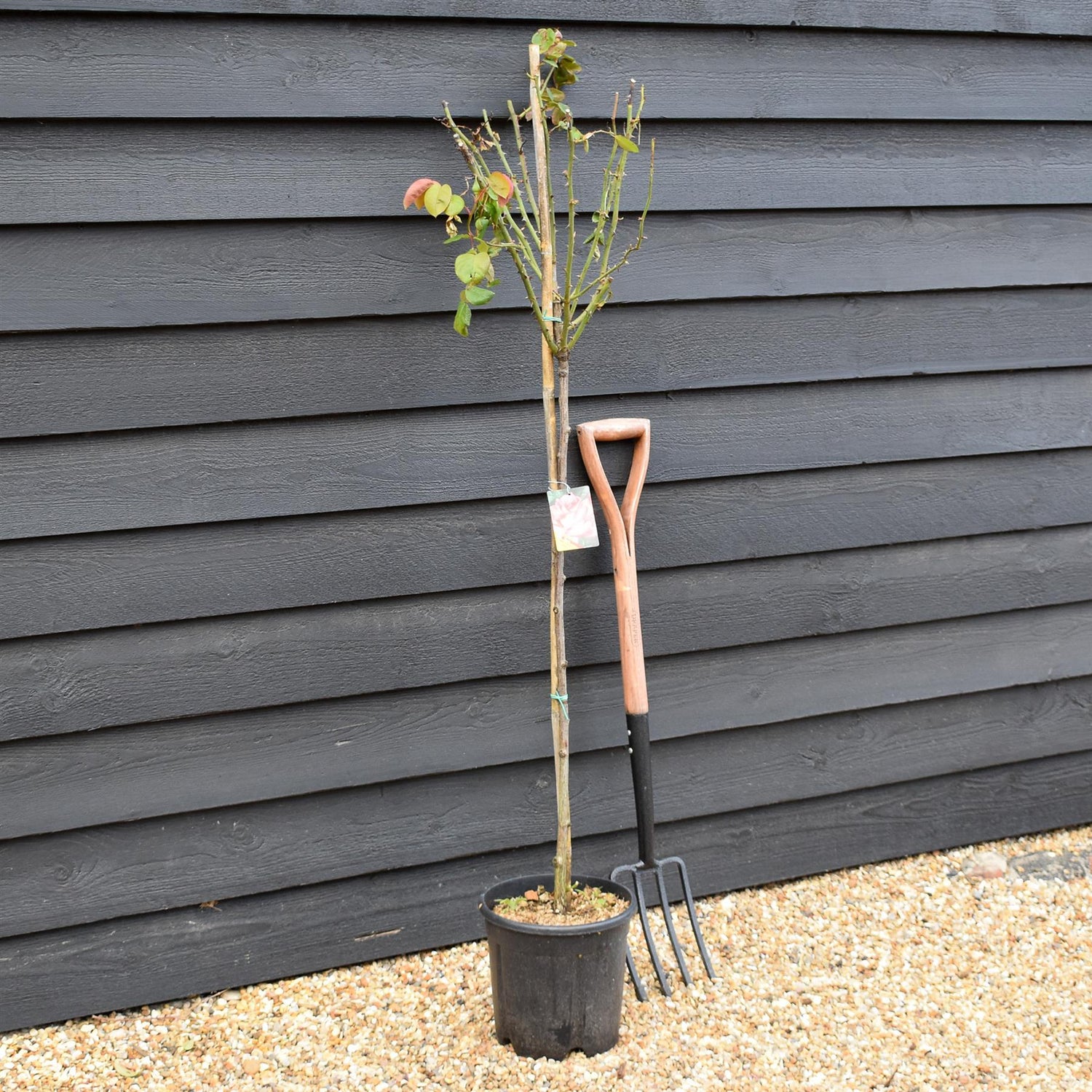 Rose 'Bianco Sfumato Rosso' - Clear Stem 80-90cm - Height 130-160cm - 18lt