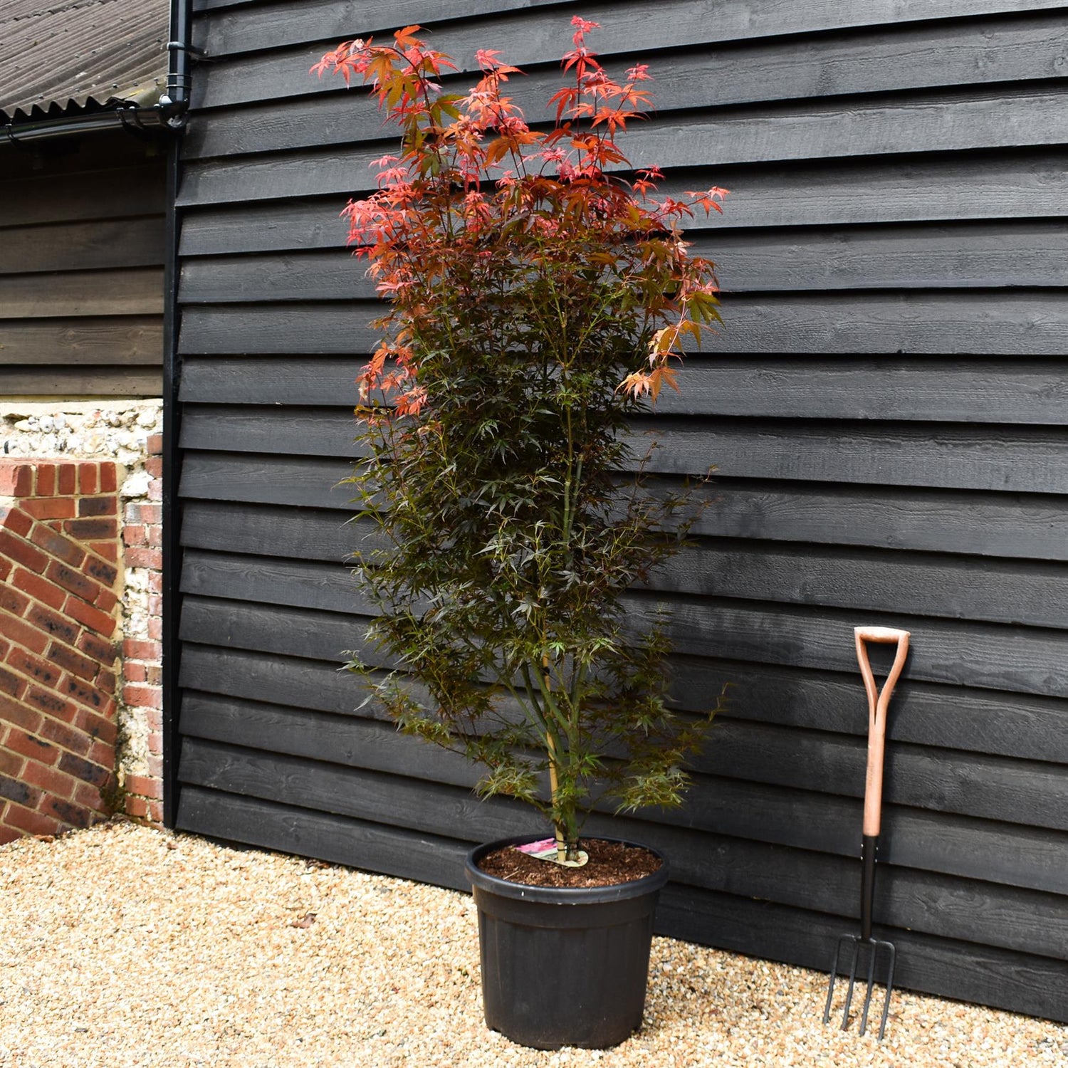 Acer palmatum 'Skeeters Broom' - Bushy - Height 190-200cm - 55lt