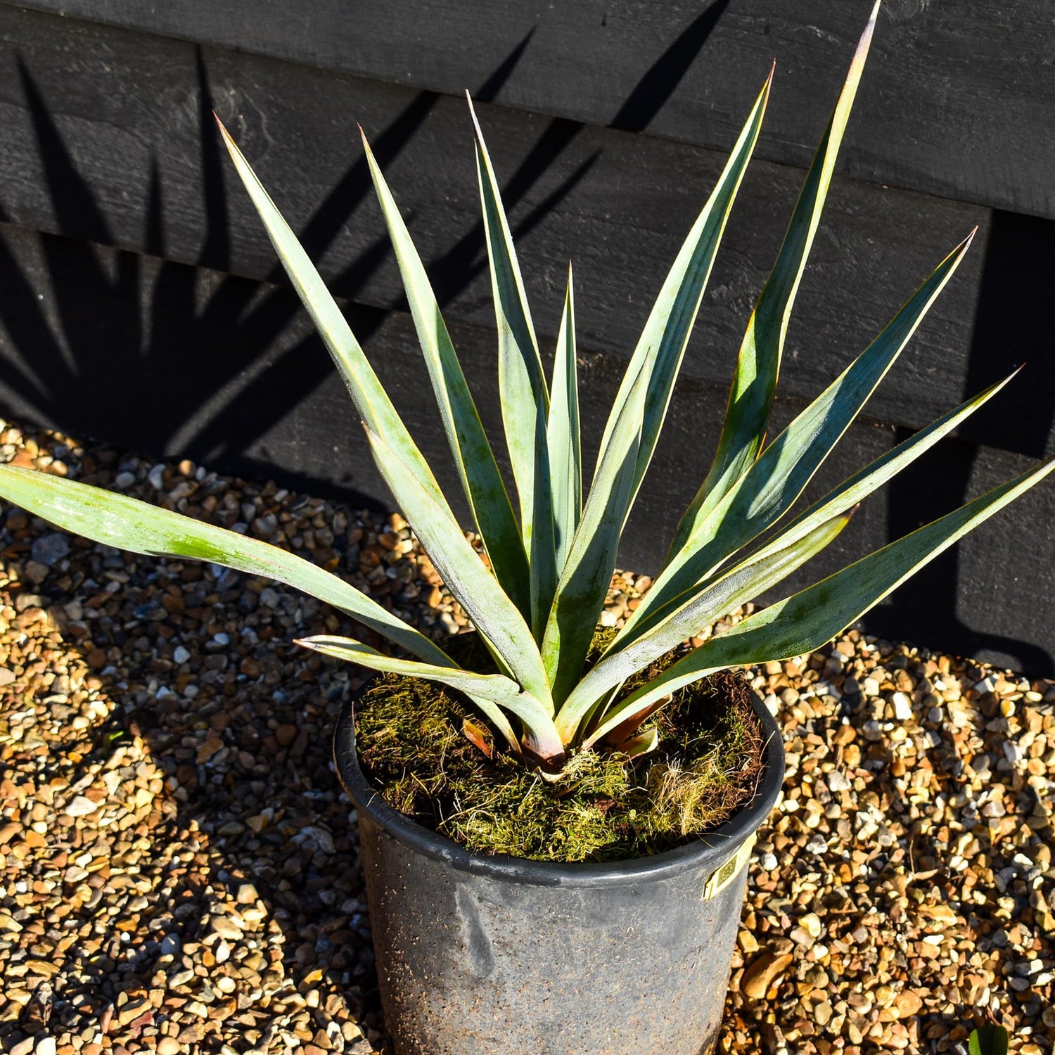 Yucca pallida| Pale Yucca - Height 40-50cm - 5lt