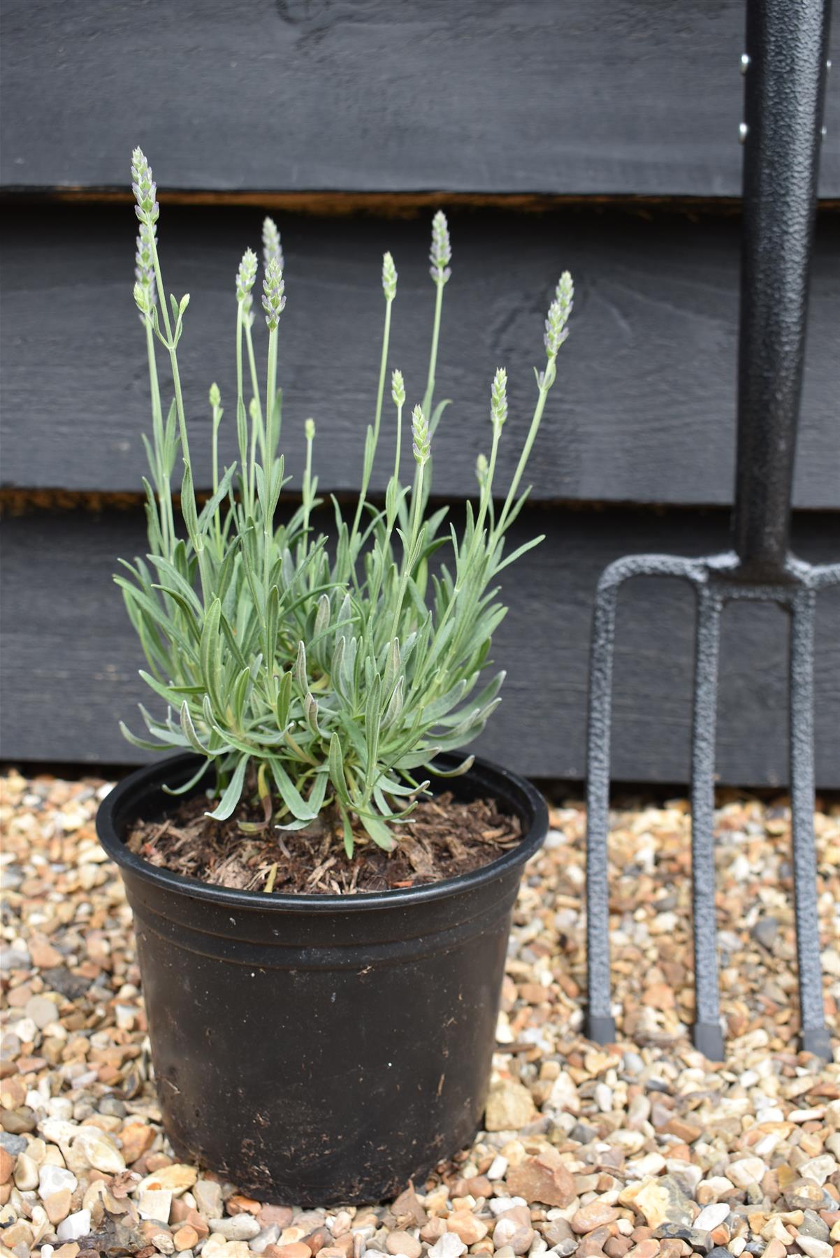 Lavandula x intermedia Grosso - 10-30cm, 2lt