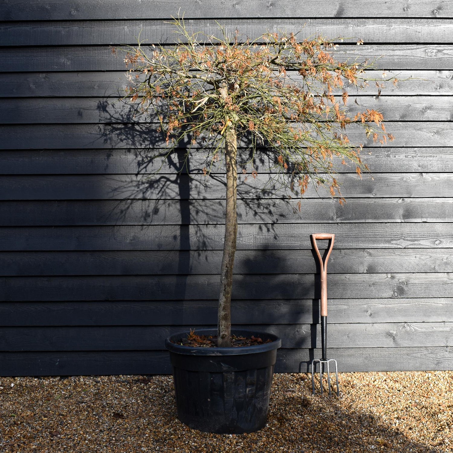 Acer palmatum dissectum | laceleaf Japanese maple -  Clear Stem 110cm - Height 140-150cm - 90lt