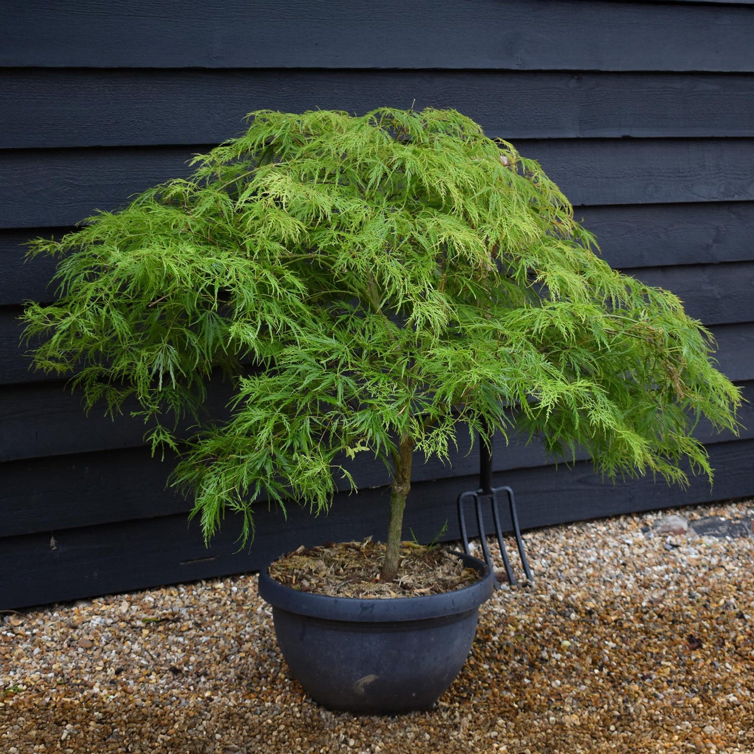 Acer palmatum dissectum | laceleaf Japanese maple -  Bowl - Clear Stem 30cm - Height 80-90cm - 40lt