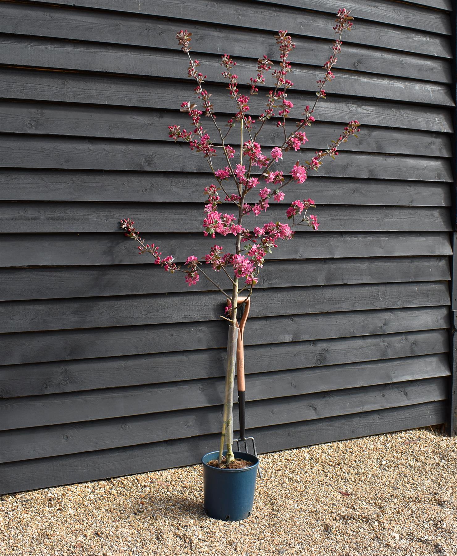 Crab apple | Malus Harry Baker - 160-180cm - 12lt