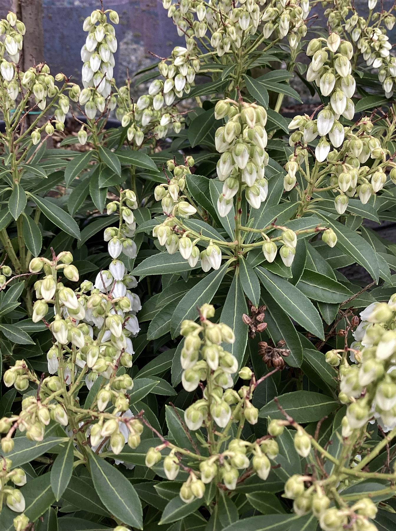 Pieris 'Debutante' - 55-60cm, 5lt