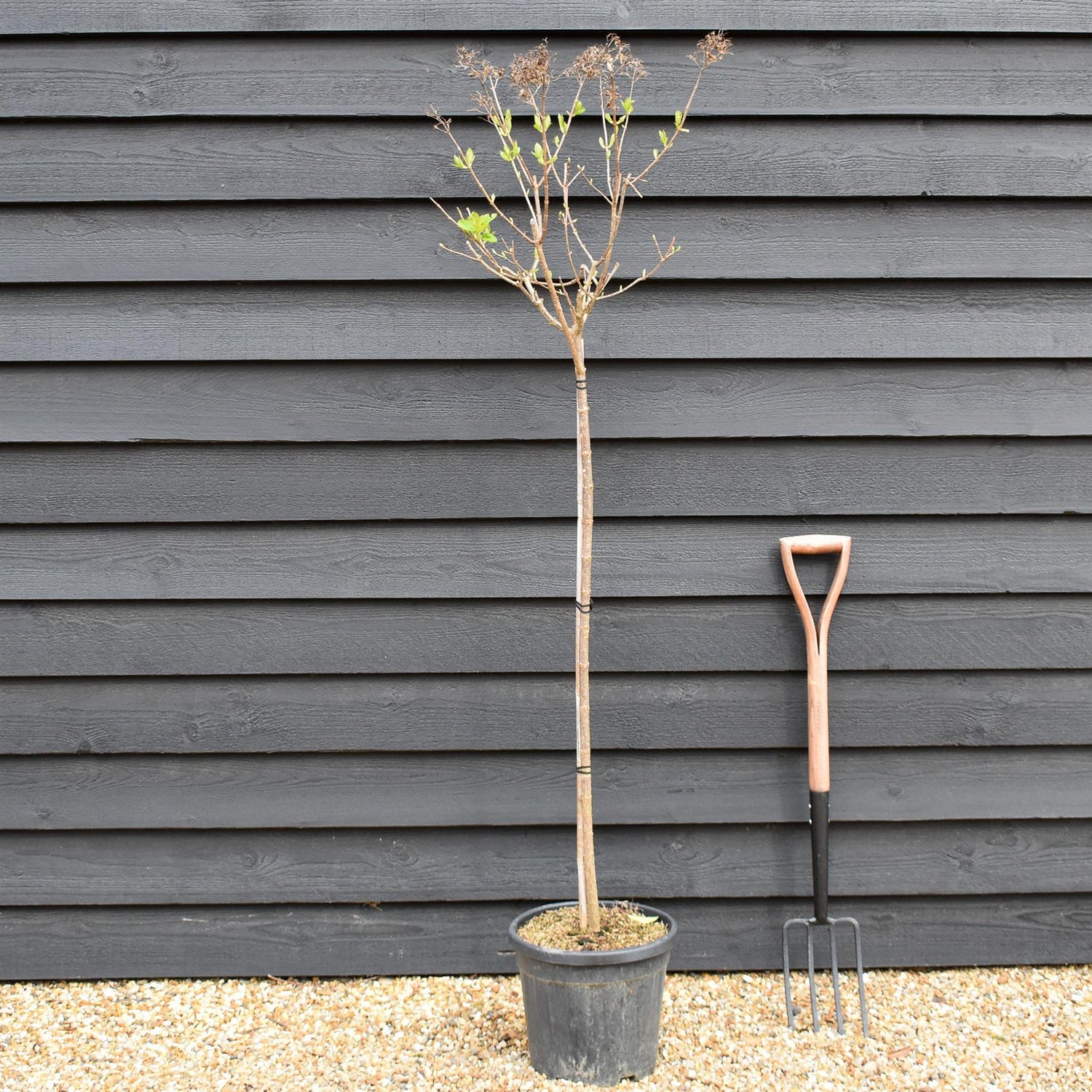 Hydrangea paniculata 'Limelight' - Stem 100cm - Height 170-180cm - 15lt