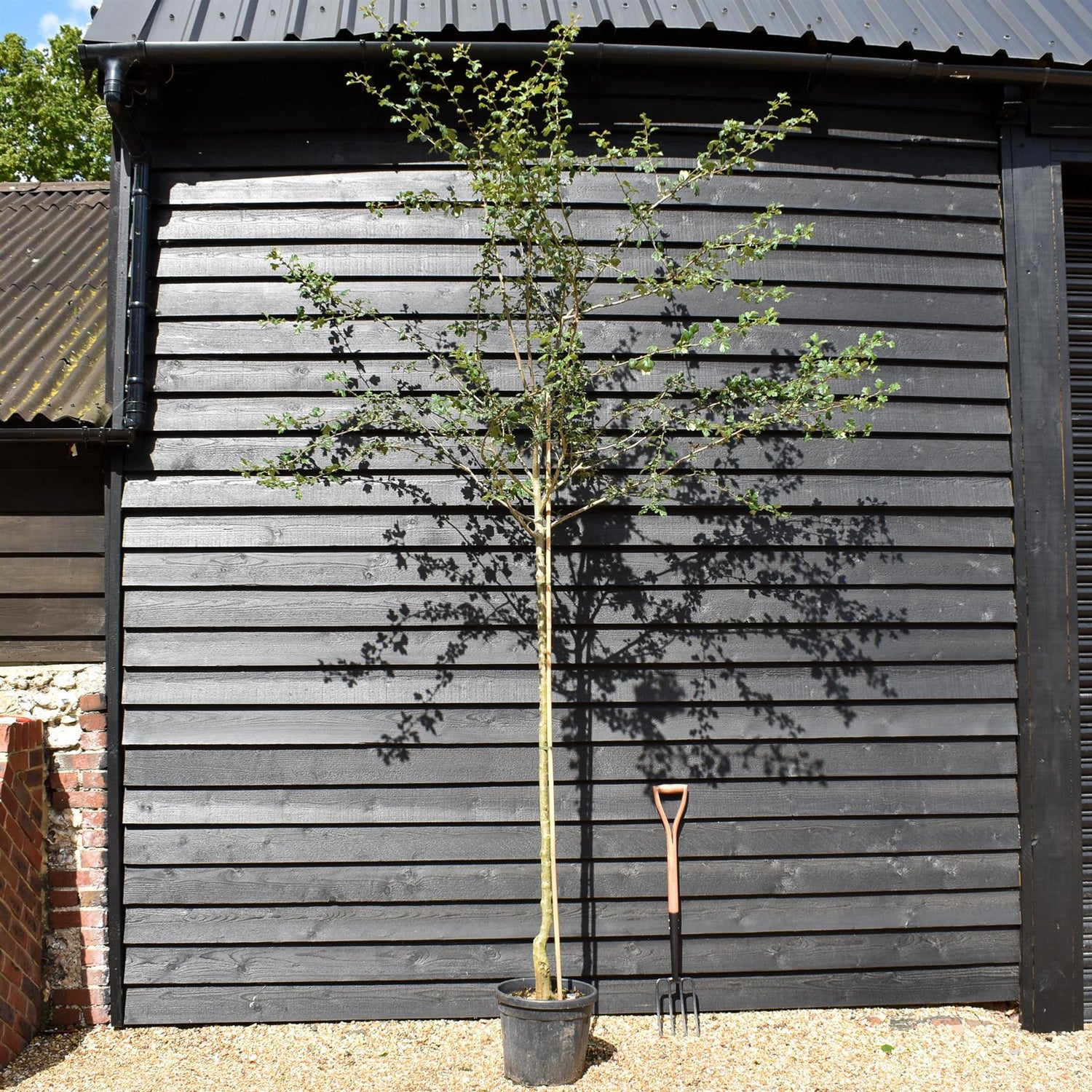 Hawthorn 'Crimson Cloud' | Crataegus Laevigata 'Crimson Cloud' - Clear Stem - Girth 08-10cm - Height 250-320cm - 25lt