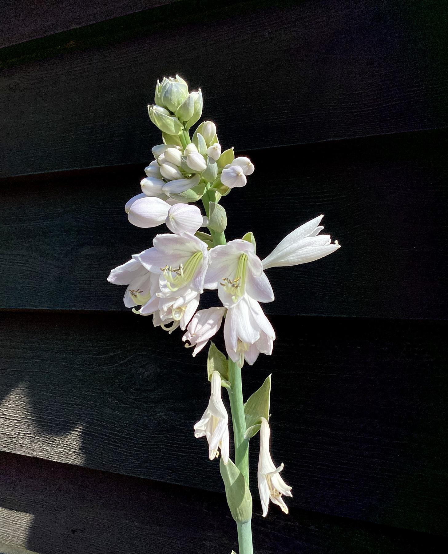 Hosta Big Daddy | Plantain Lily 'Big Daddy' - 10-20cm, 2lt