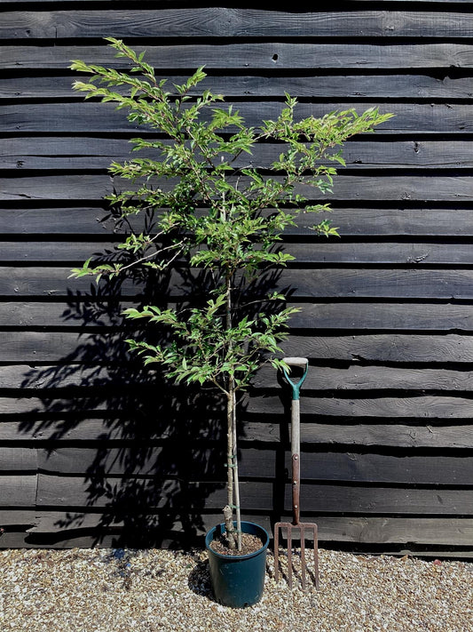 Prunus Subhirtella 'Autumnalis Rosea' | Winter-flowering Cherry 'Autumnalis Rosea' - 250-280cm, 10lt