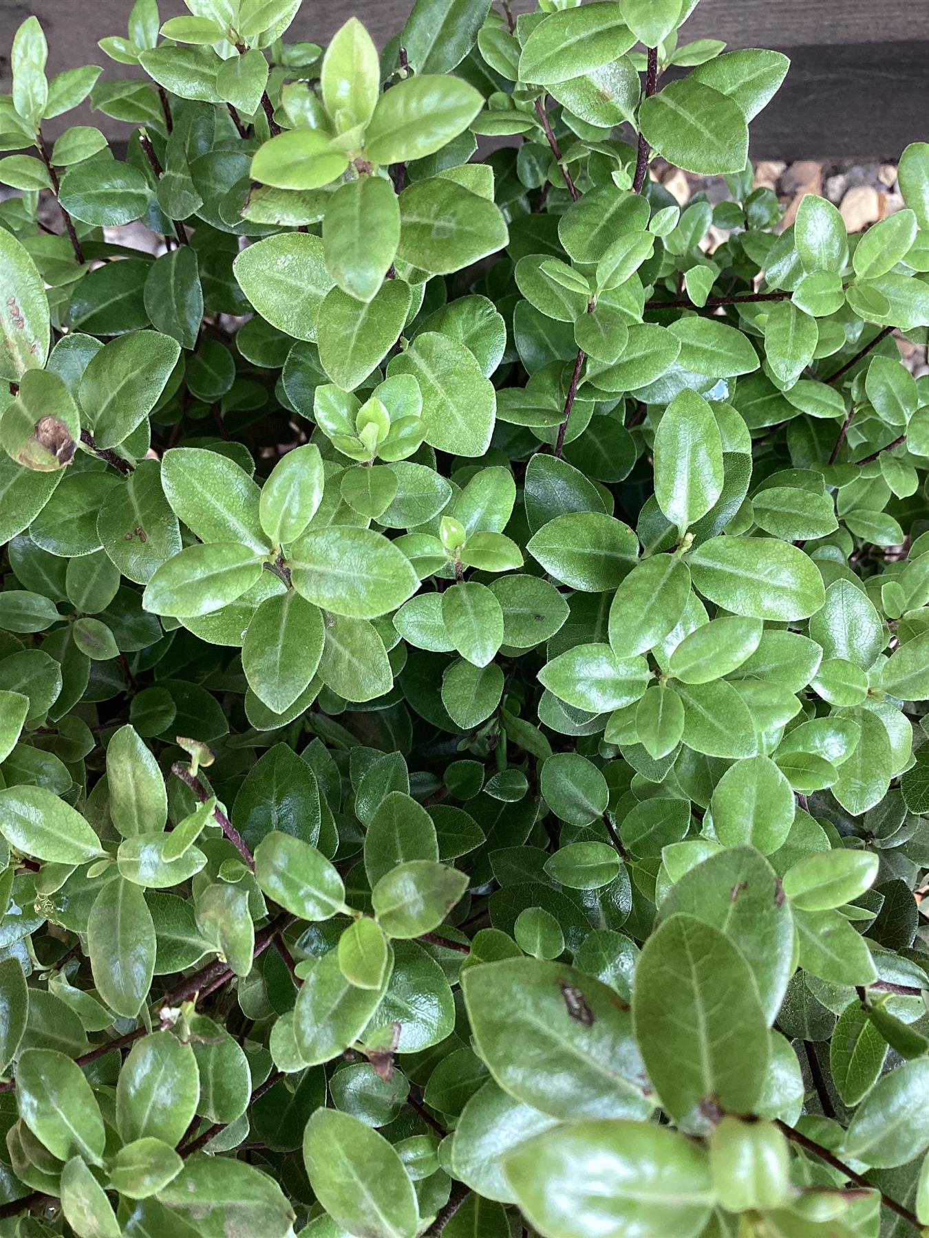 Pittosporum tenuifolium 'Golf Ball' - 30cm - 10lt
