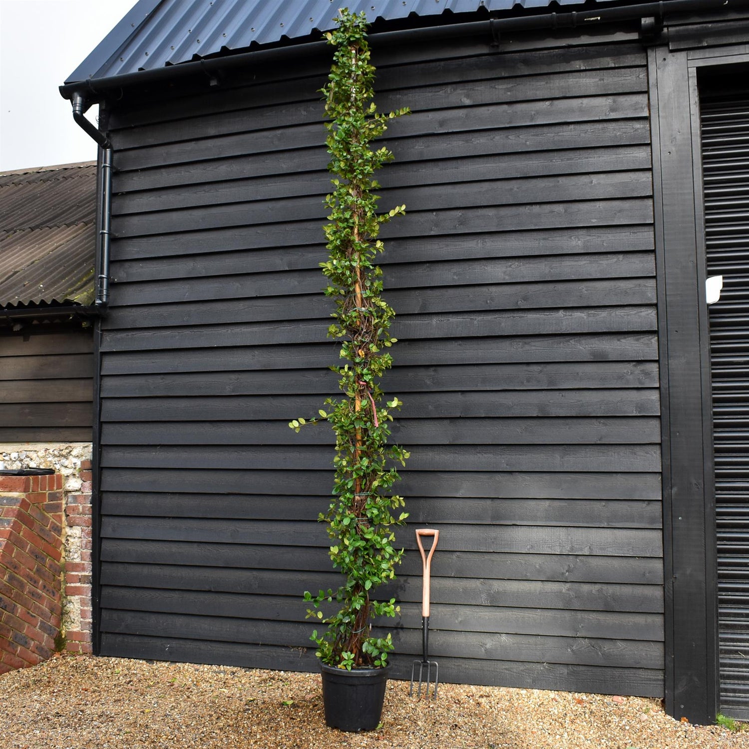 Trachelospermum jasminoides - Evergreen Climber - Cane - Height 380-400cm - 30lt